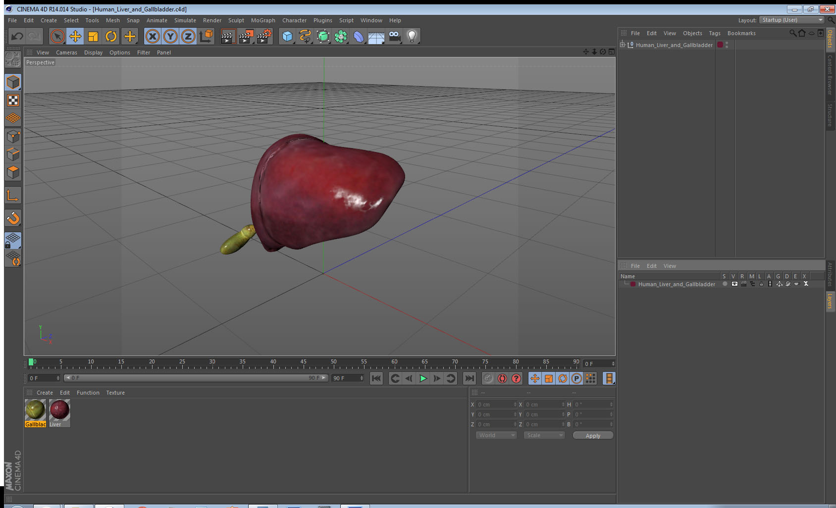 Human Liver and Gallbladder 3D