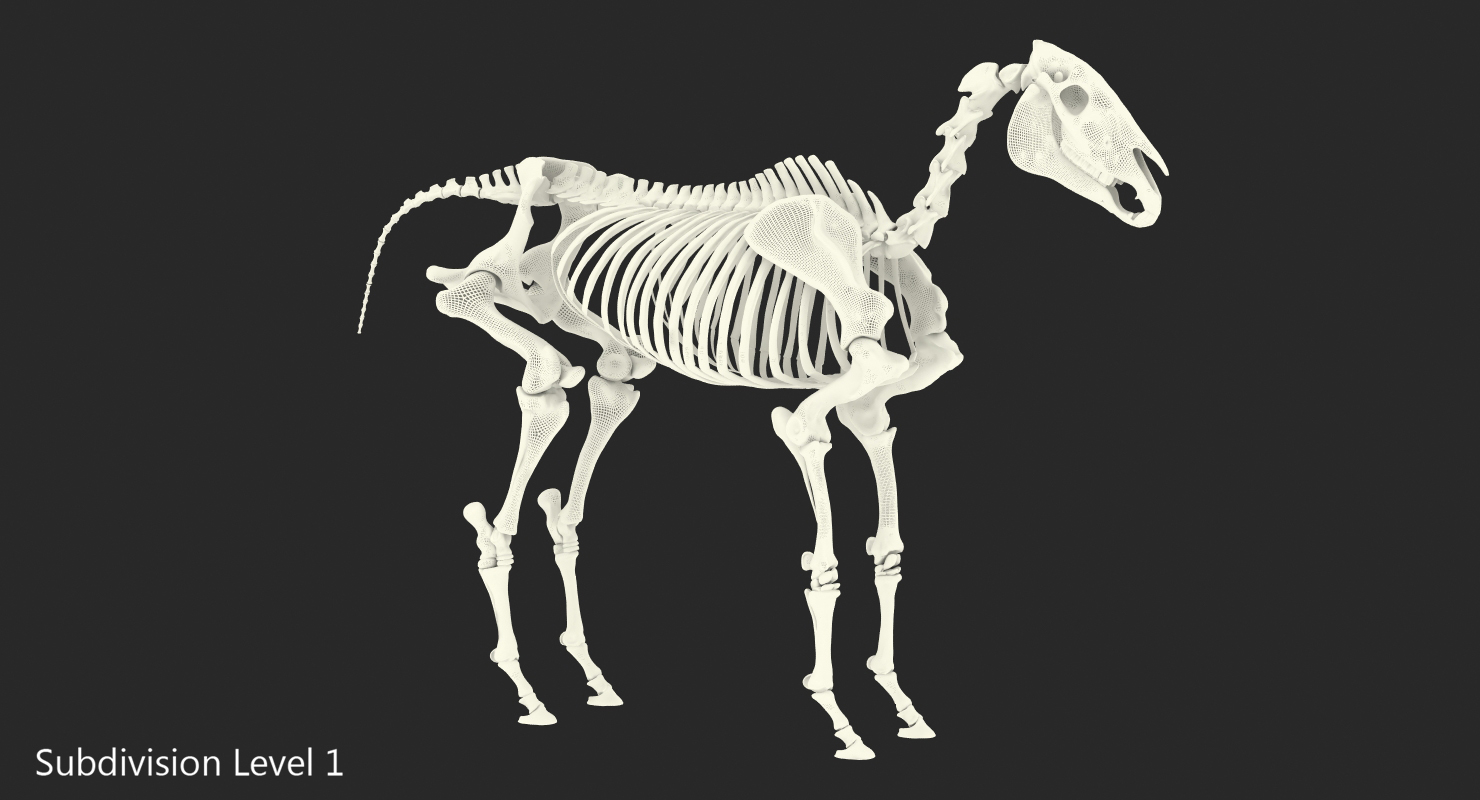 Horse Skeleton 3D model