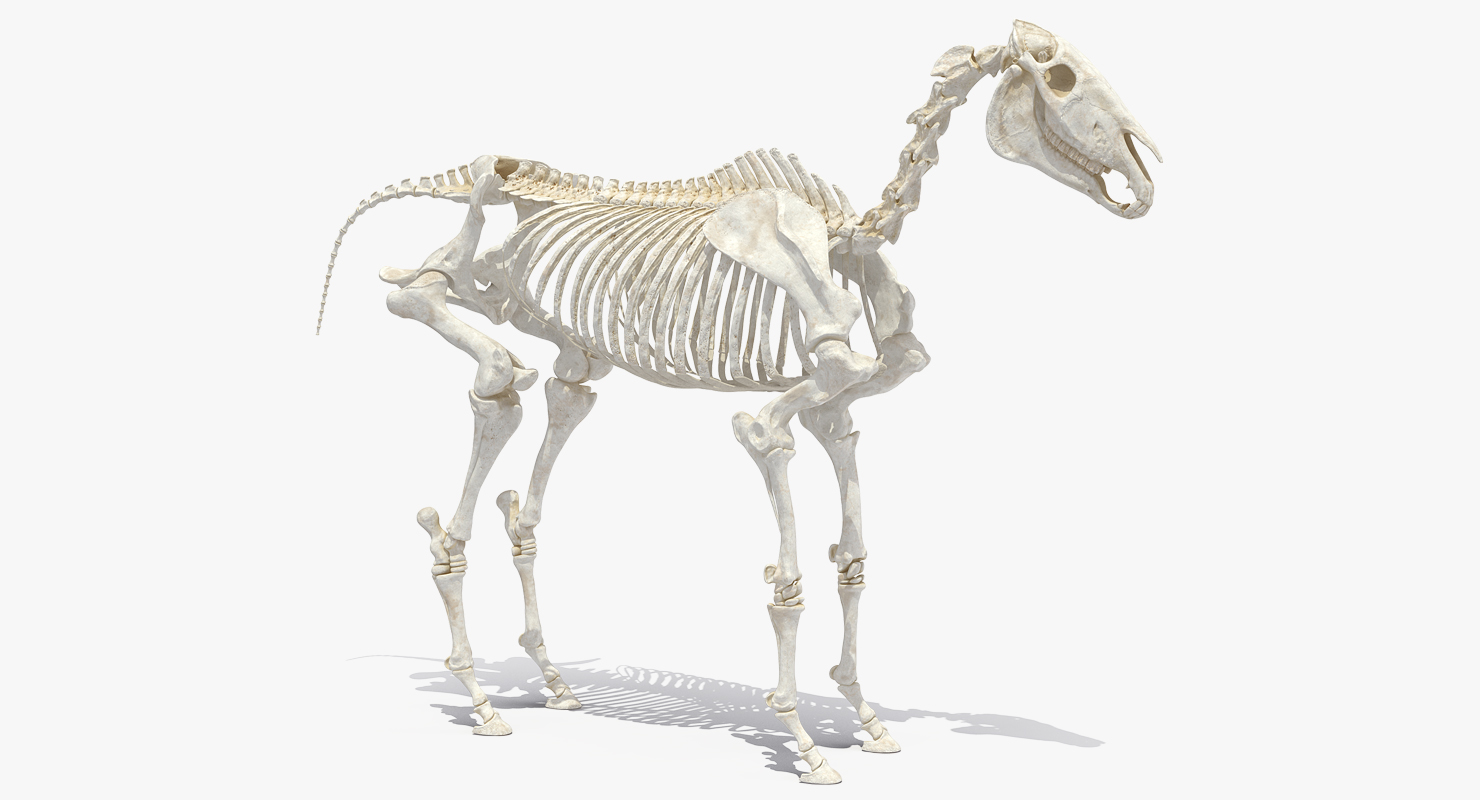 Horse Skeleton 3D model