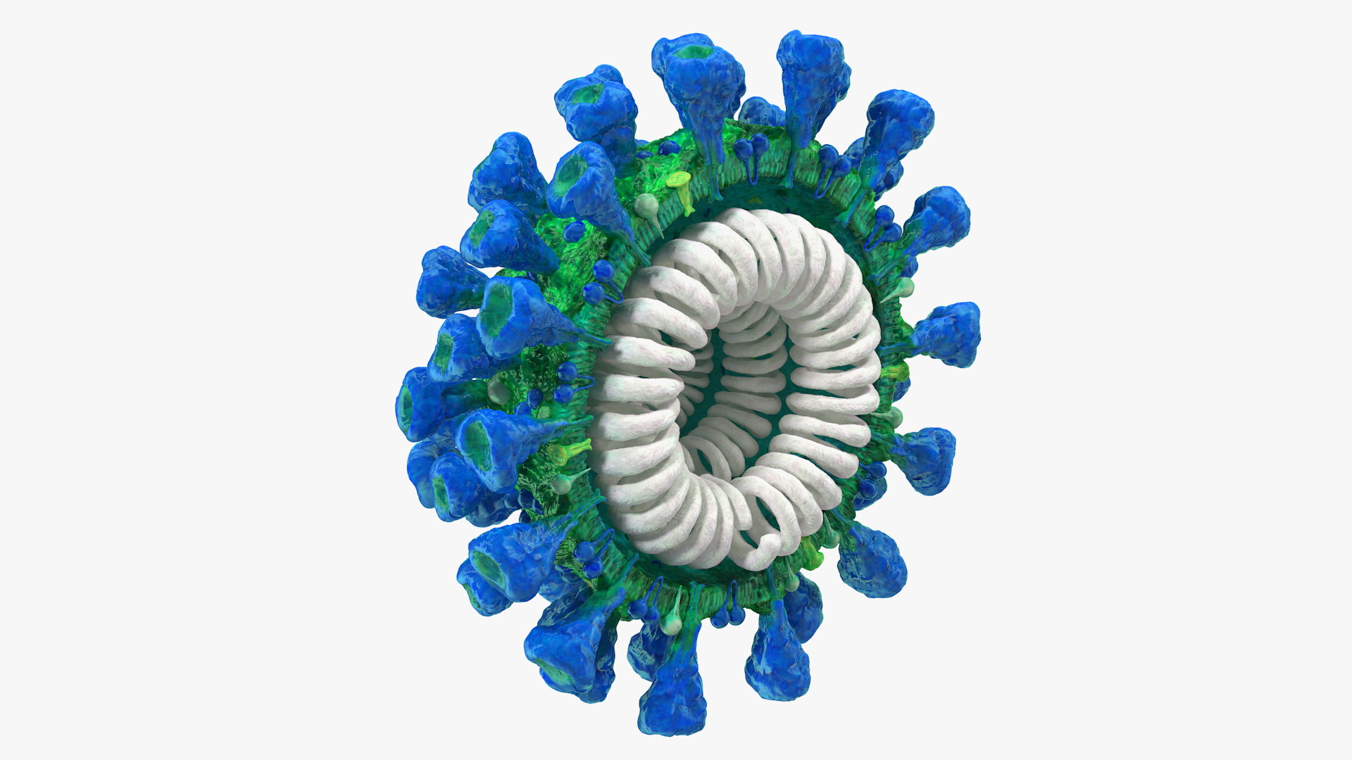 Coronavirus MERS-CoV Cross Section 3D model