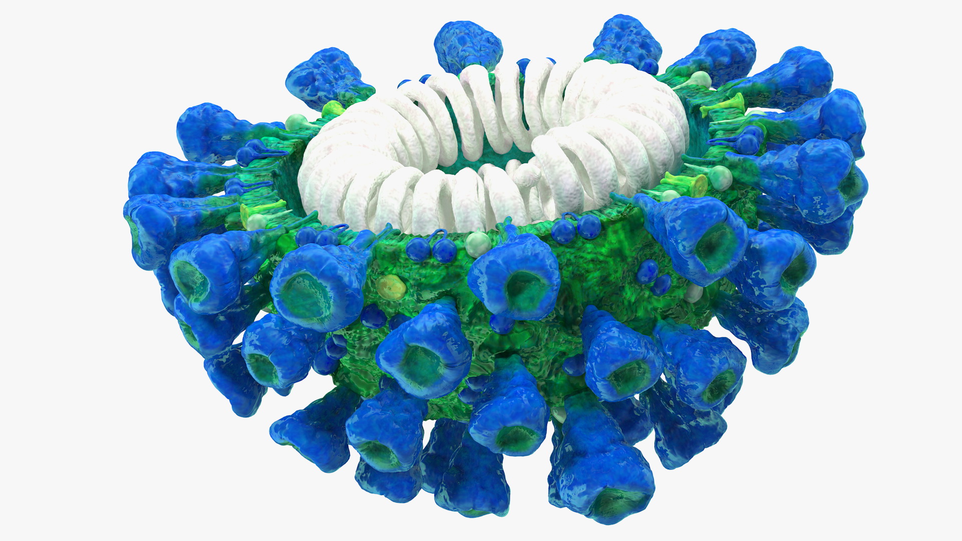 Coronavirus MERS-CoV Cross Section 3D model