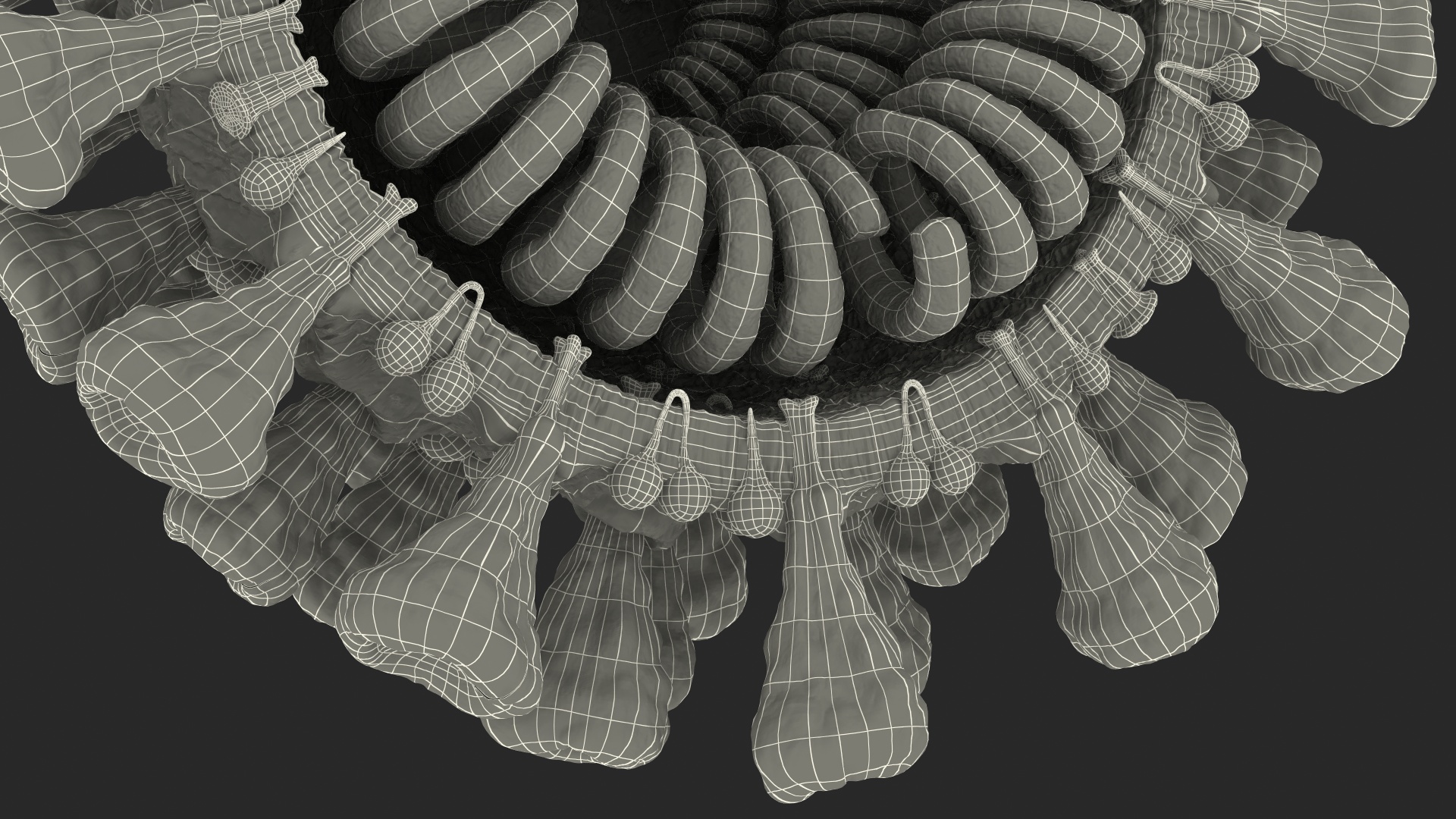 Coronavirus MERS-CoV Cross Section 3D model