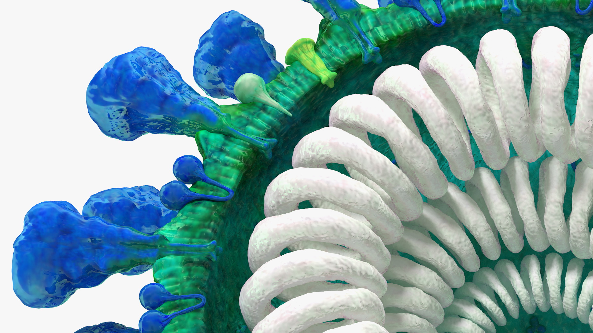 Coronavirus MERS-CoV Cross Section 3D model