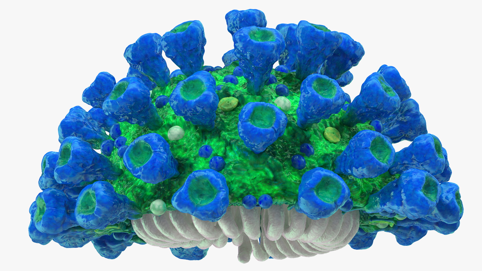 Coronavirus MERS-CoV Cross Section 3D model