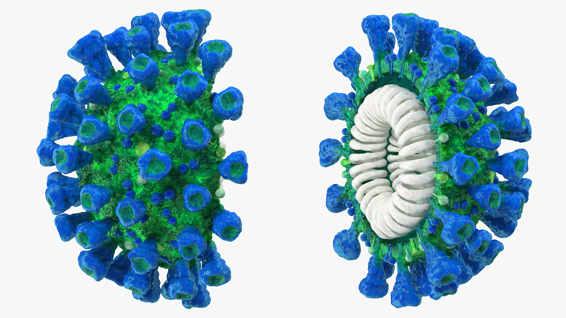 Coronavirus MERS-CoV Cross Section 3D model