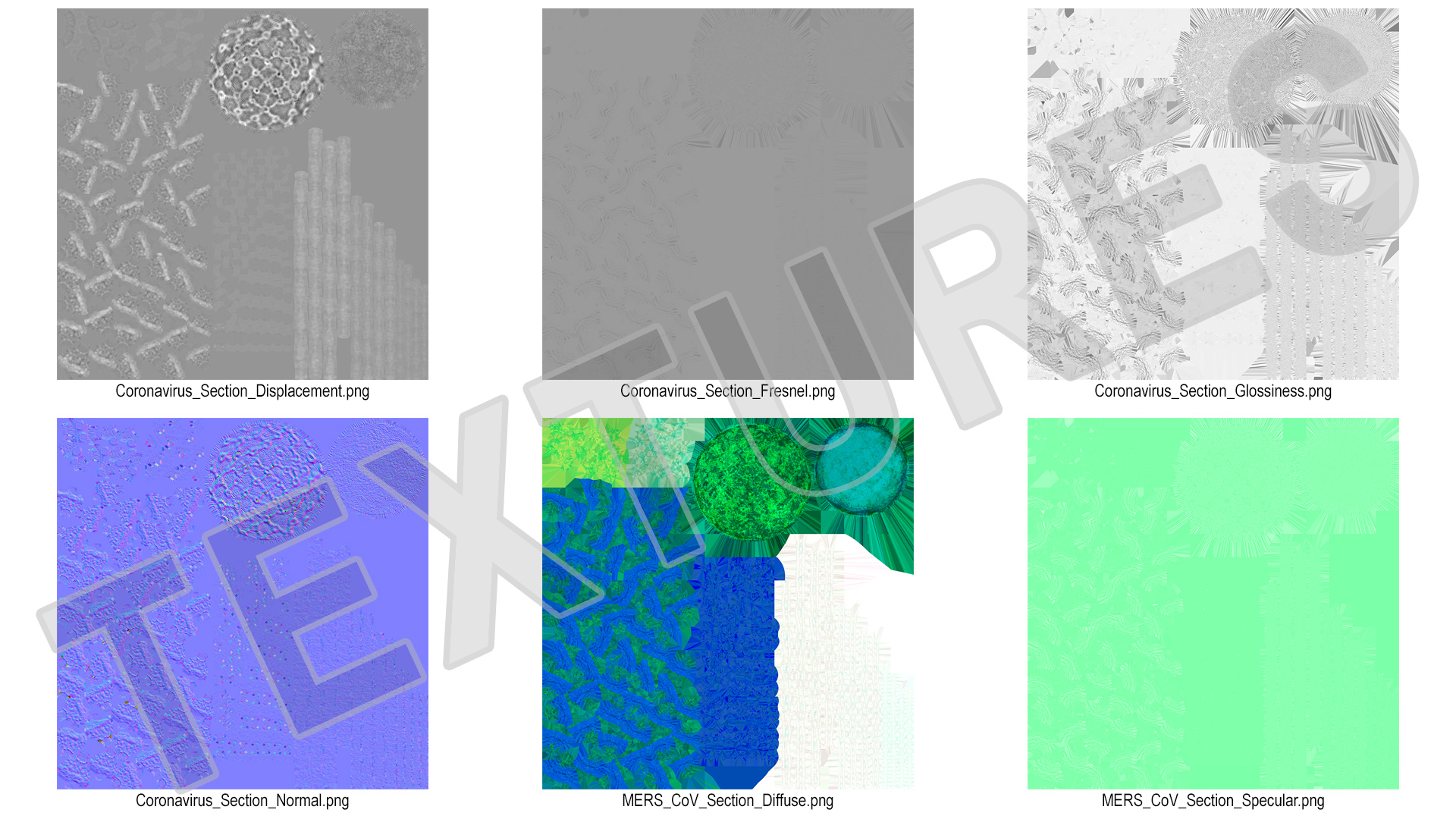 Coronavirus MERS-CoV Cross Section 3D model