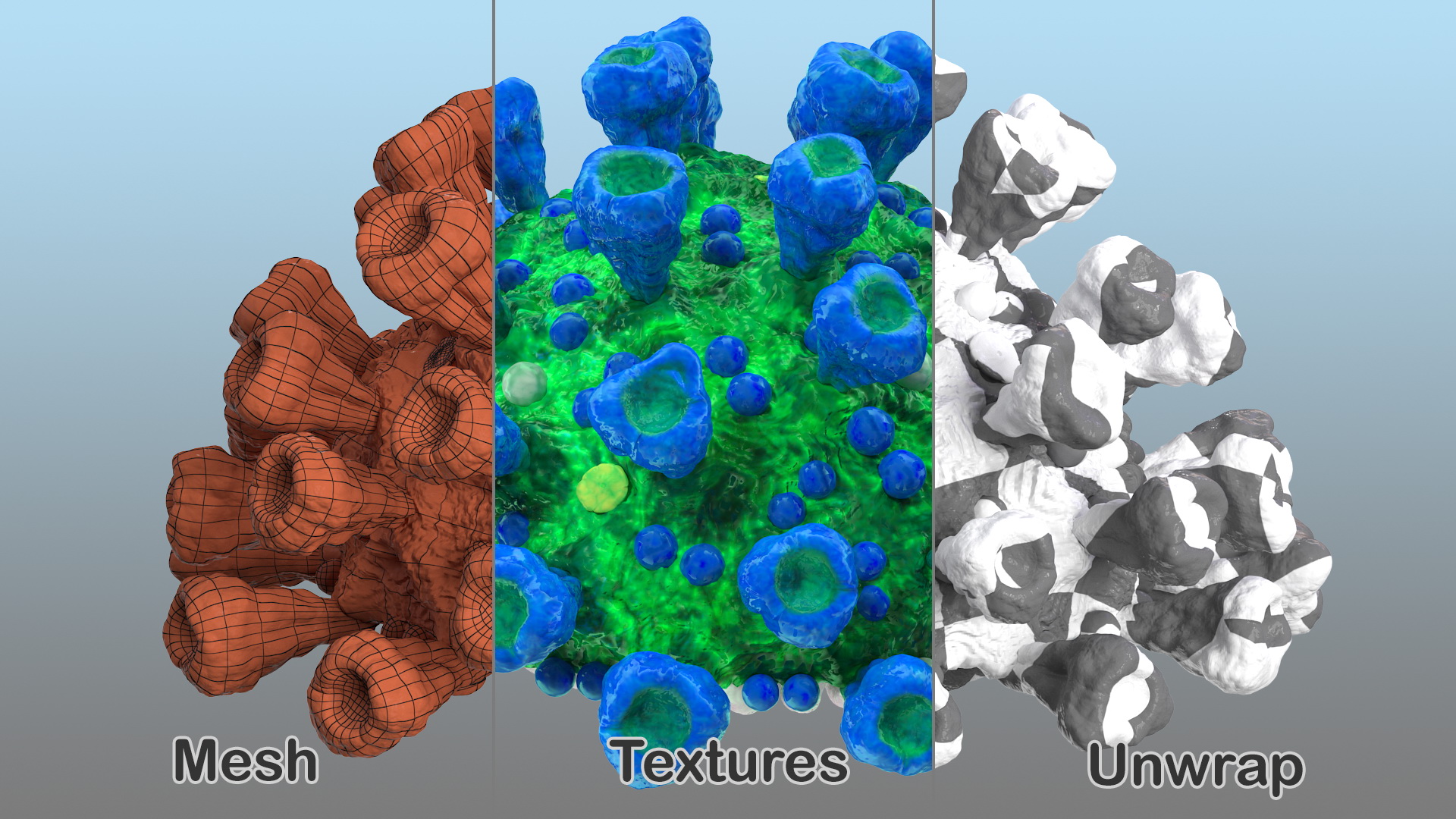 Coronavirus MERS-CoV Cross Section 3D model