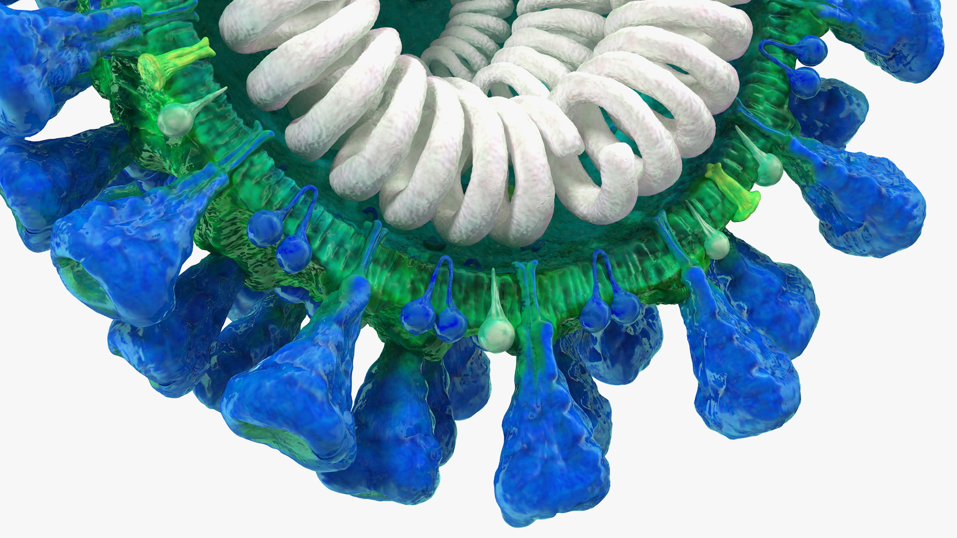 Coronavirus MERS-CoV Cross Section 3D model