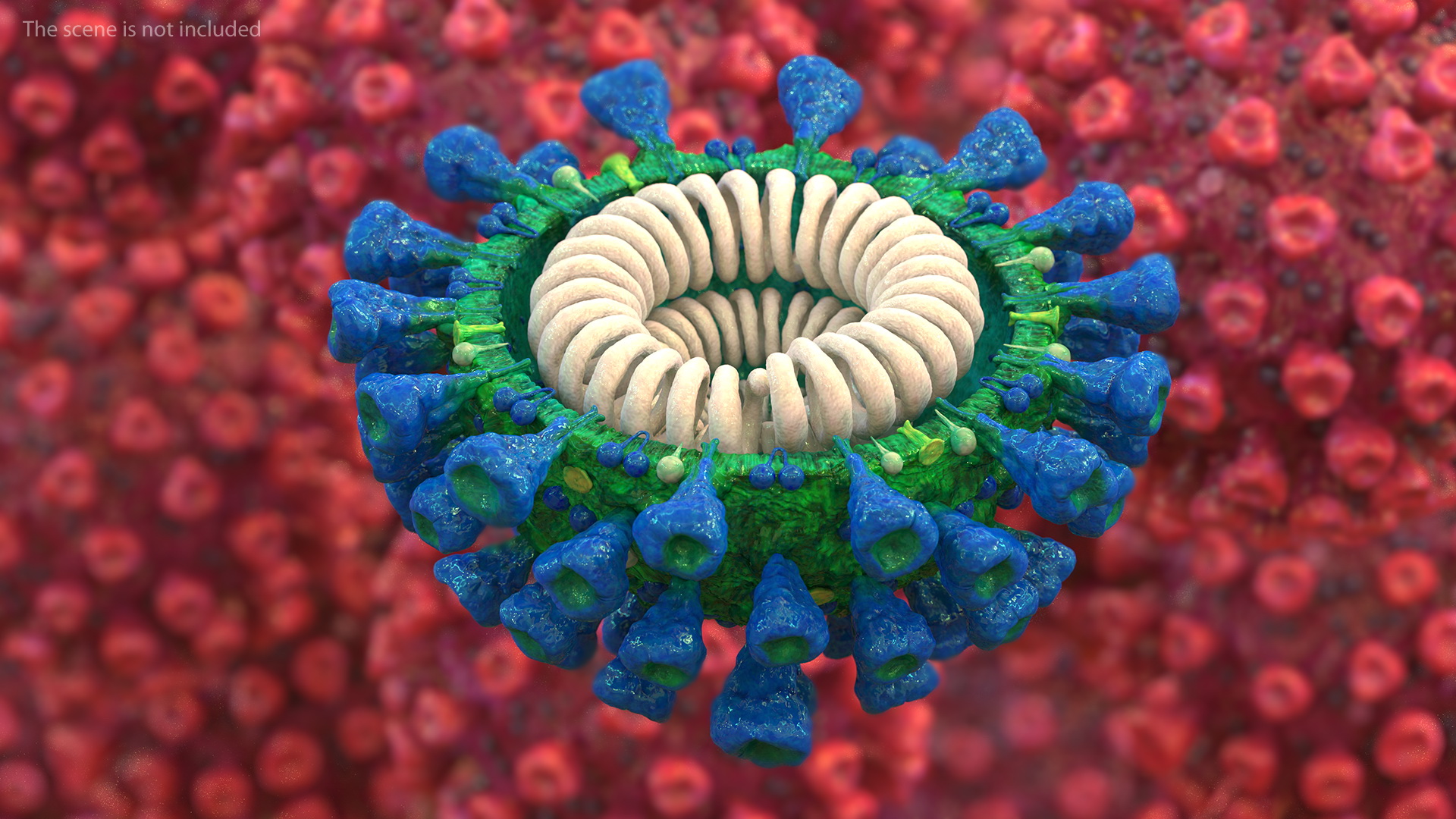 Coronavirus MERS-CoV Cross Section 3D model