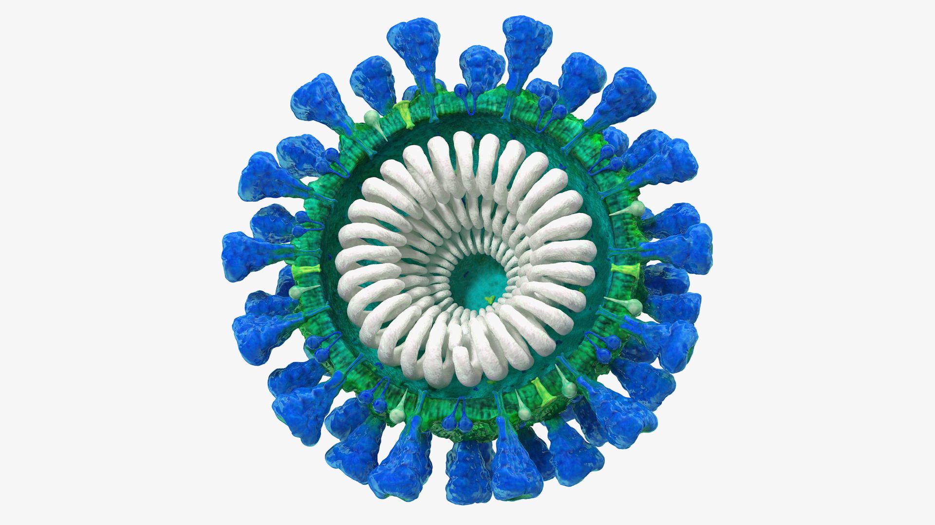 Coronavirus MERS-CoV Cross Section 3D model