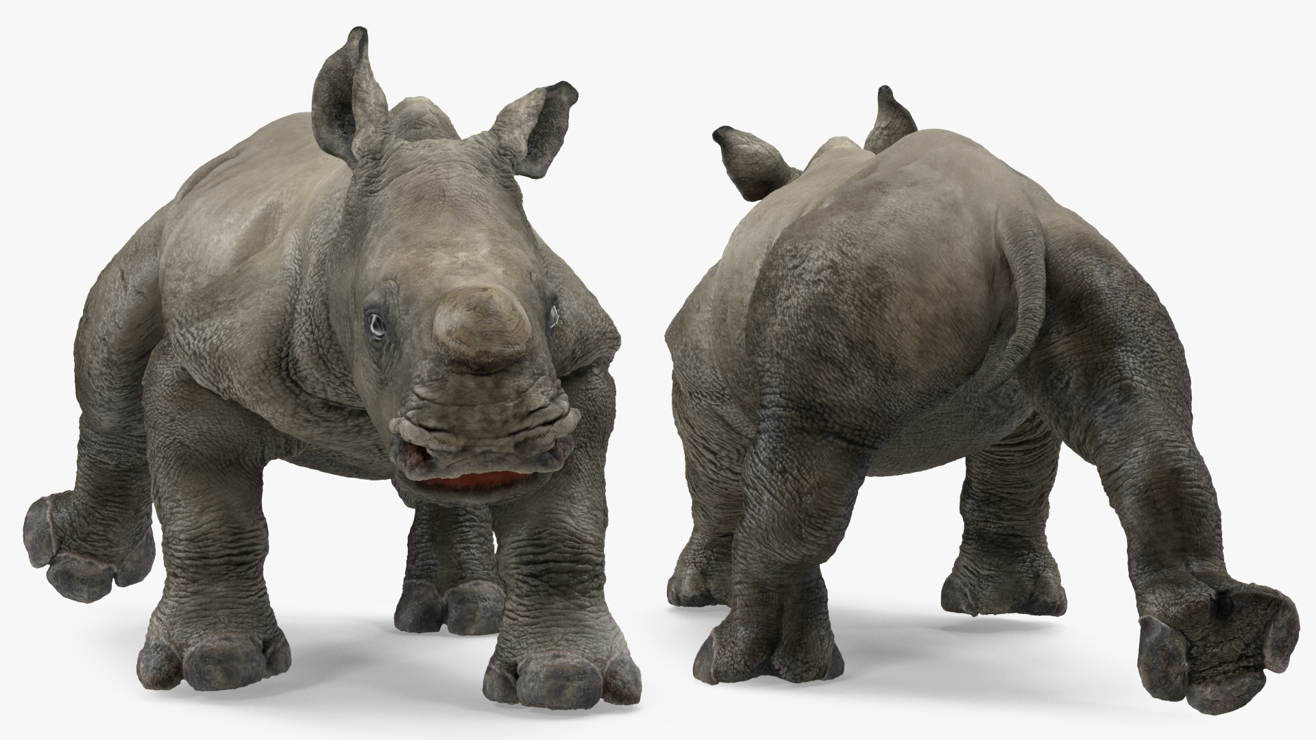 Baby Rhino Rigged 3D