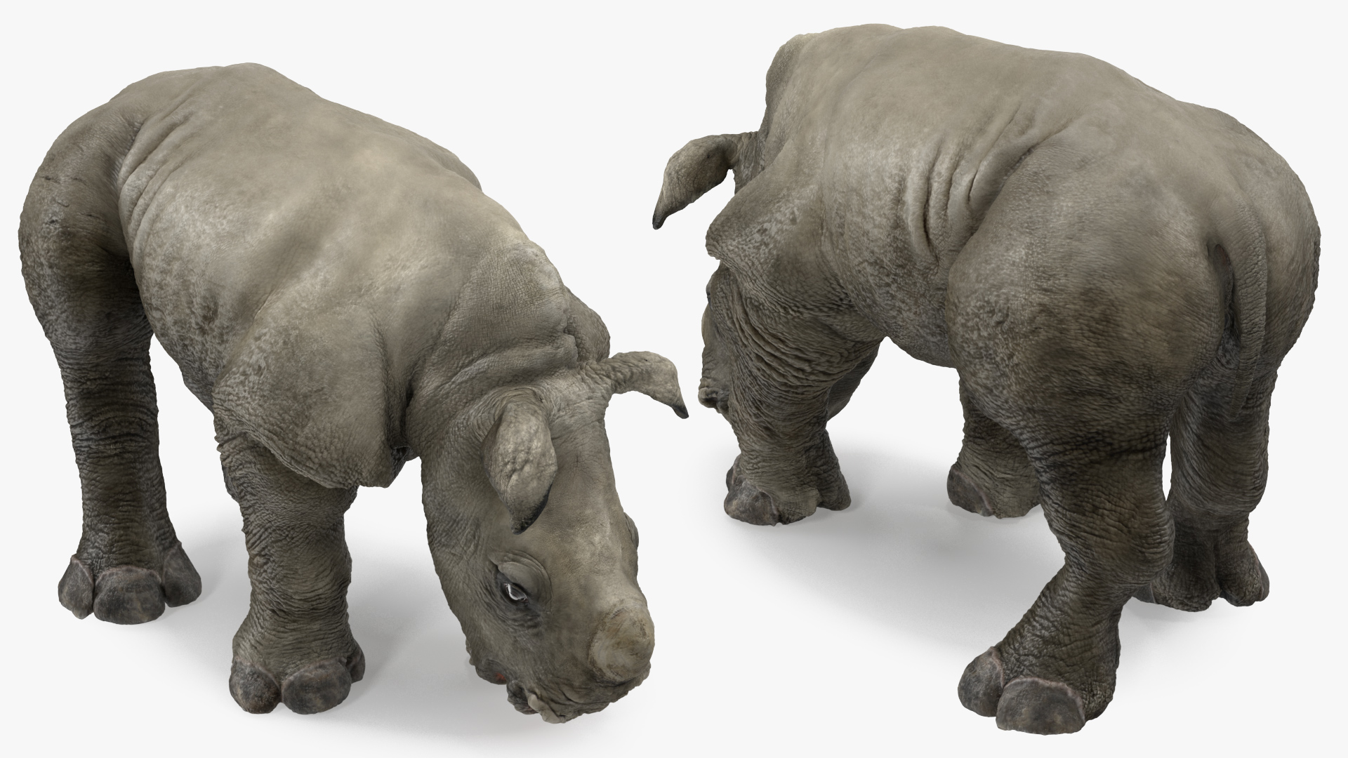 Baby Rhino Rigged 3D