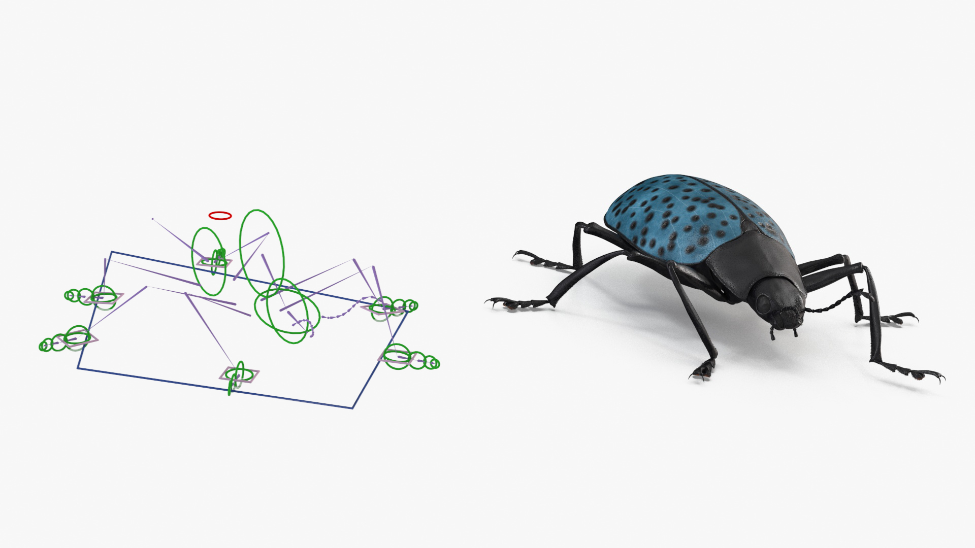 3D Blue Pleasing Fungus Beetle Rigged Fur model