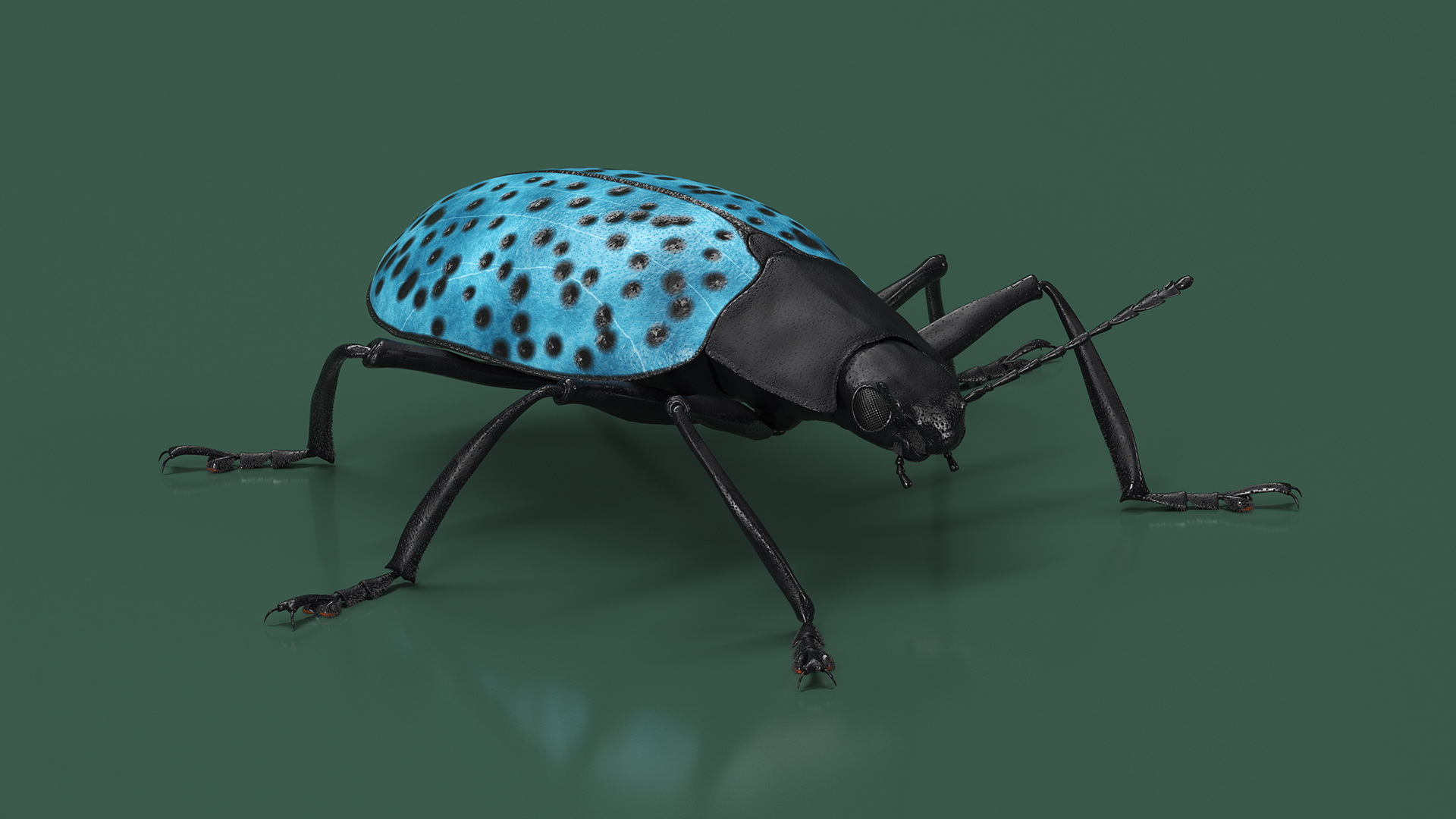 3D Blue Pleasing Fungus Beetle Rigged Fur model
