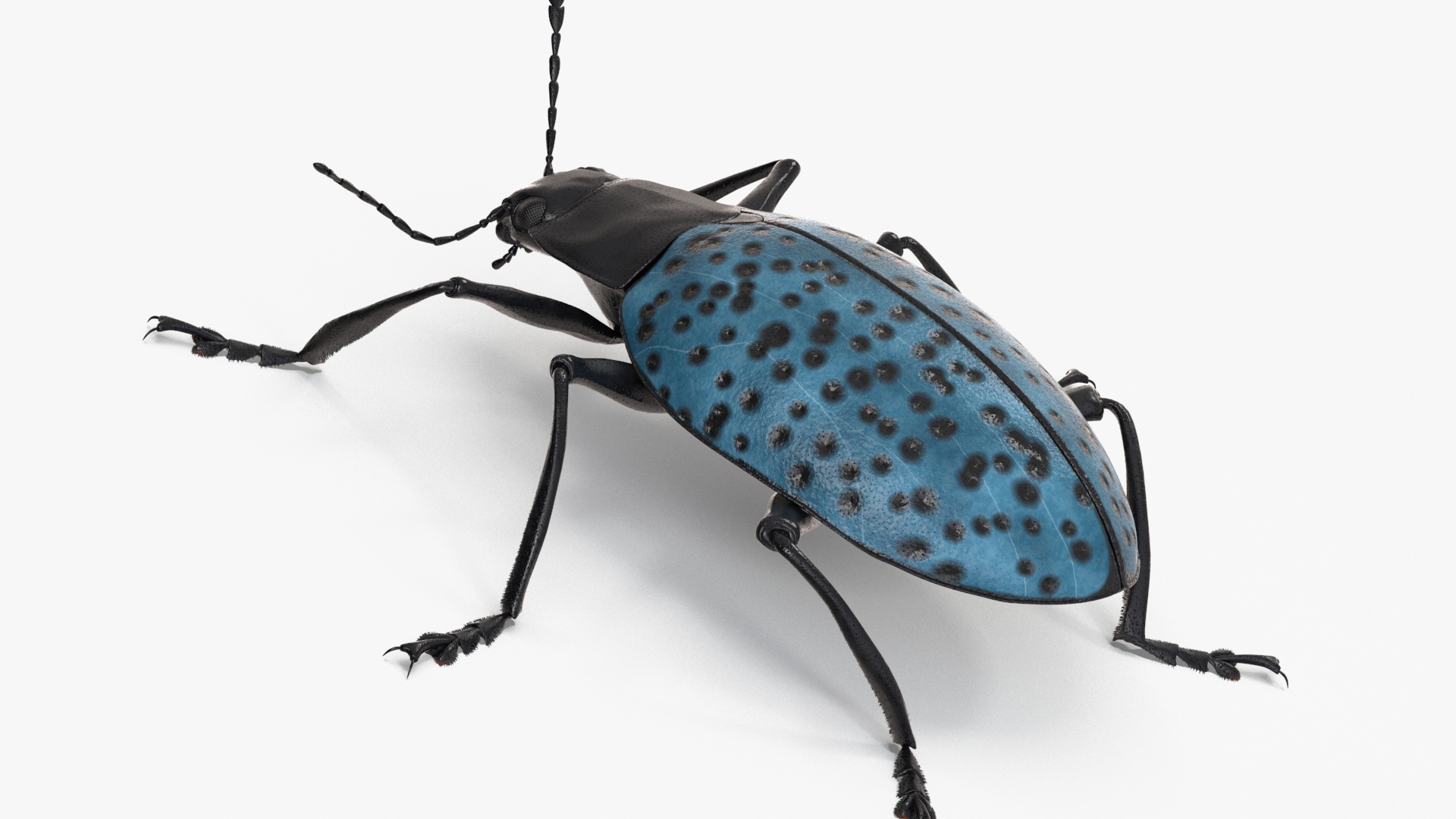 3D Blue Pleasing Fungus Beetle Rigged Fur model