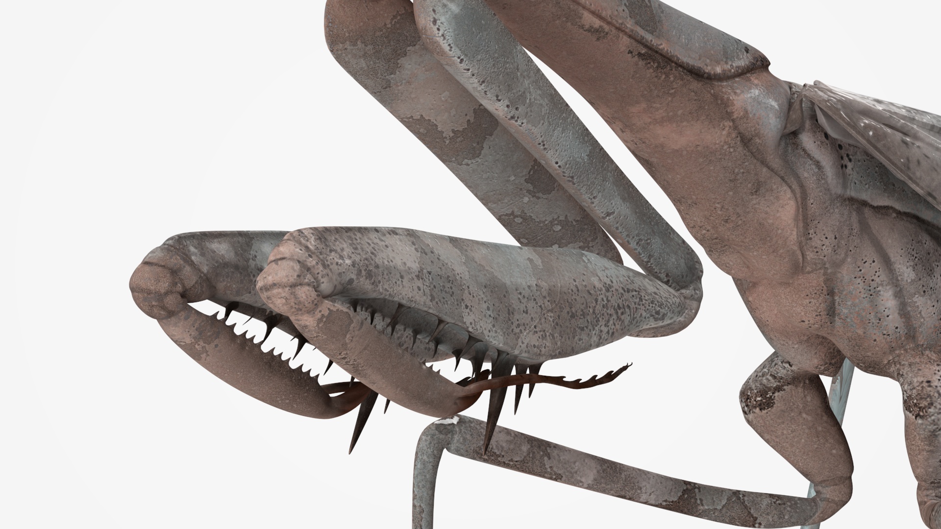 Realistic Praying Mantis 3D model