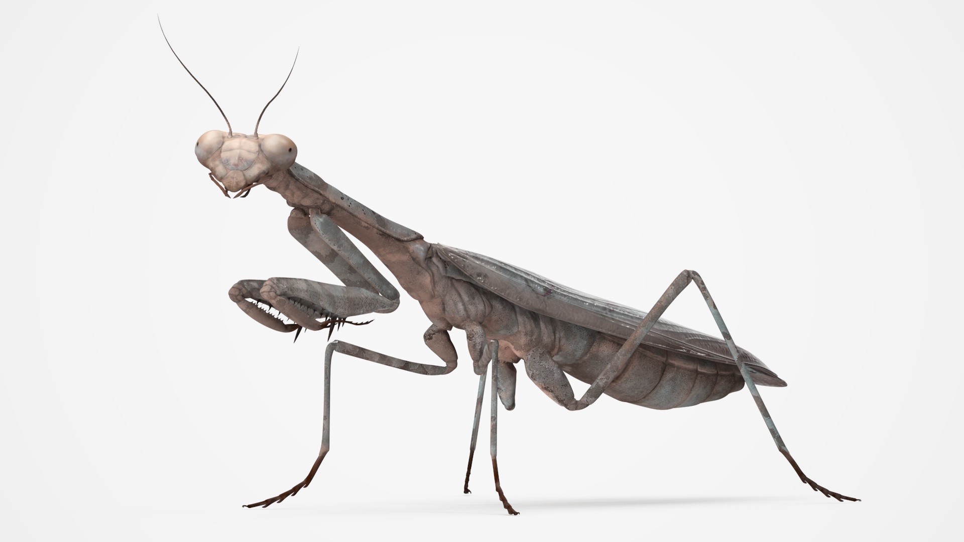 Realistic Praying Mantis 3D model