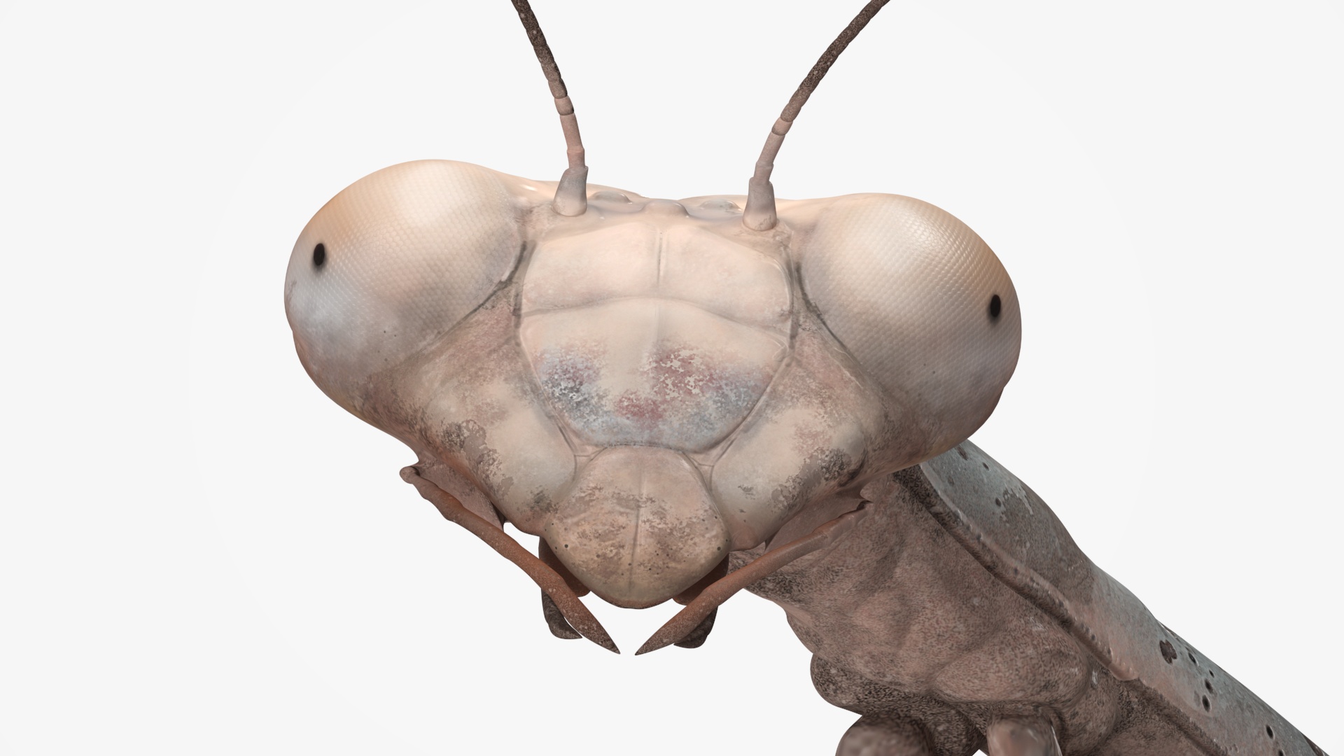 Realistic Praying Mantis 3D model