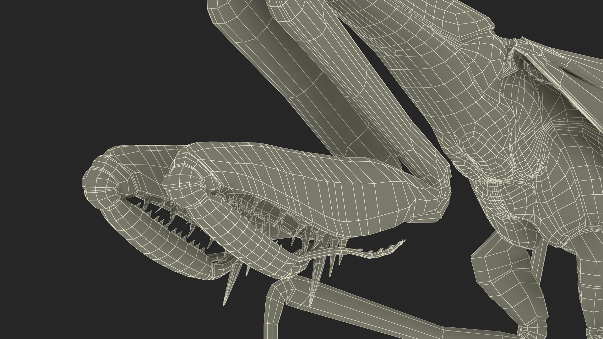 Realistic Praying Mantis 3D model