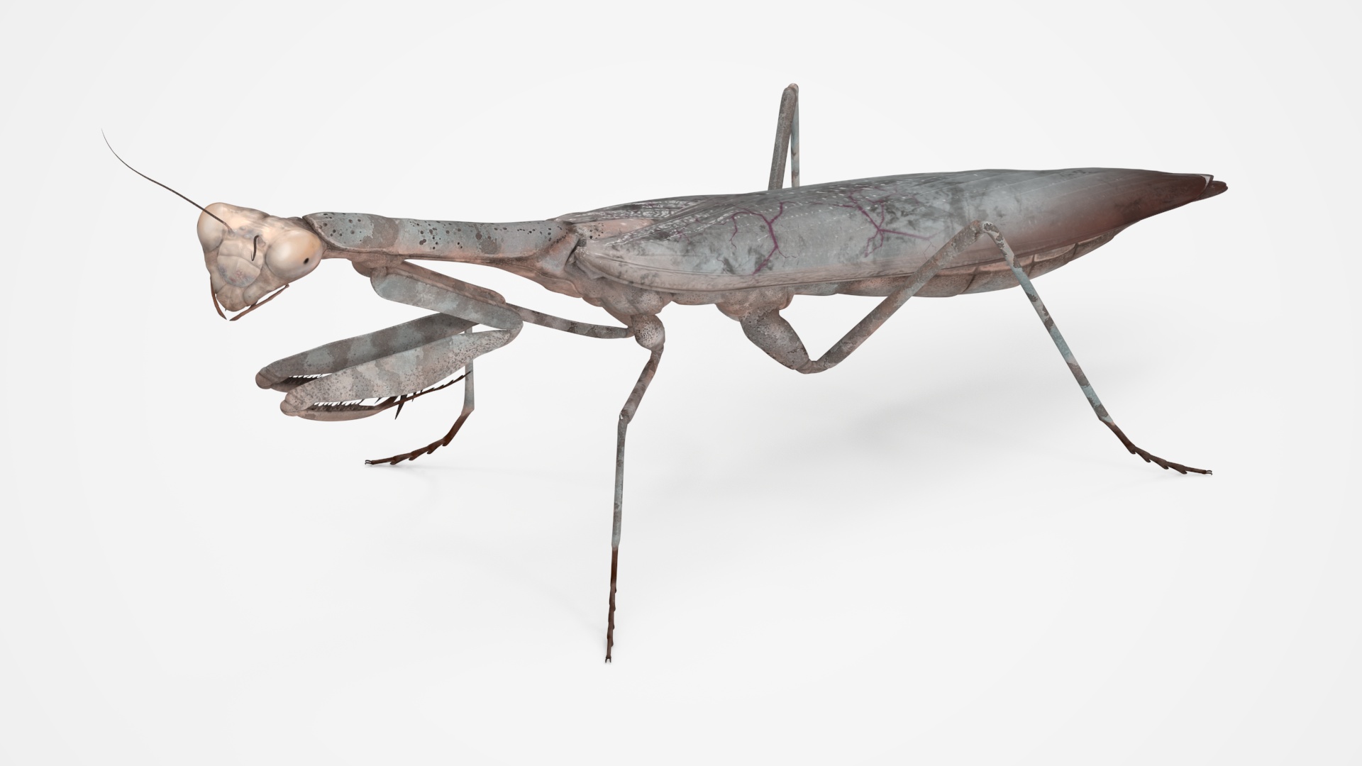 Realistic Praying Mantis 3D model