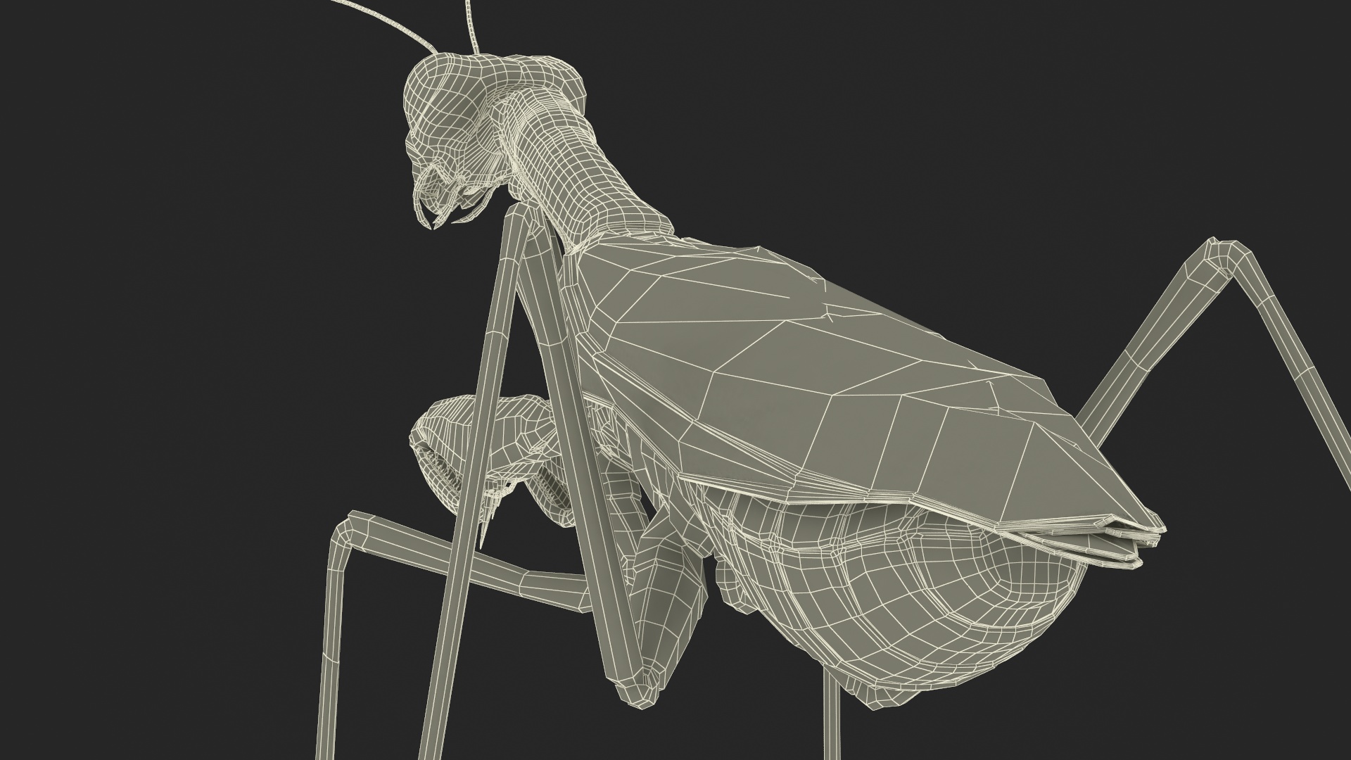 Realistic Praying Mantis 3D model