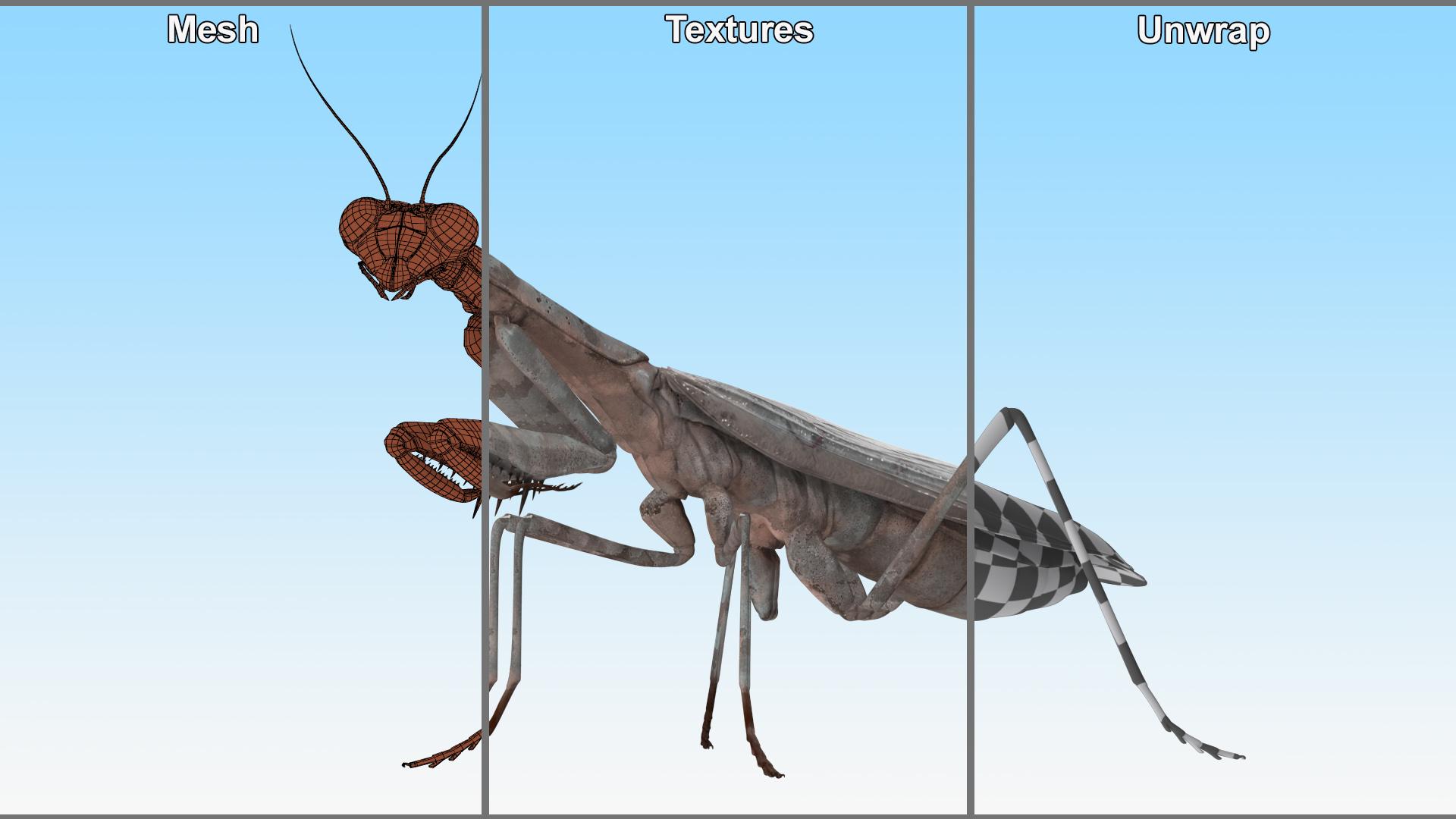 Realistic Praying Mantis 3D model