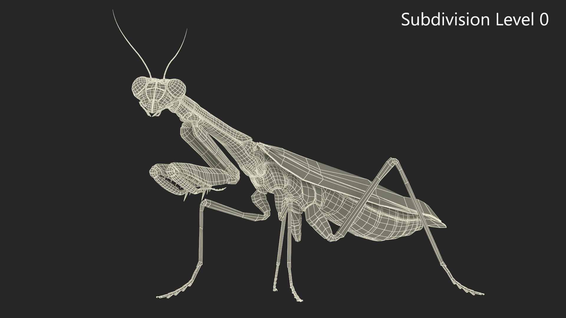 Realistic Praying Mantis 3D model