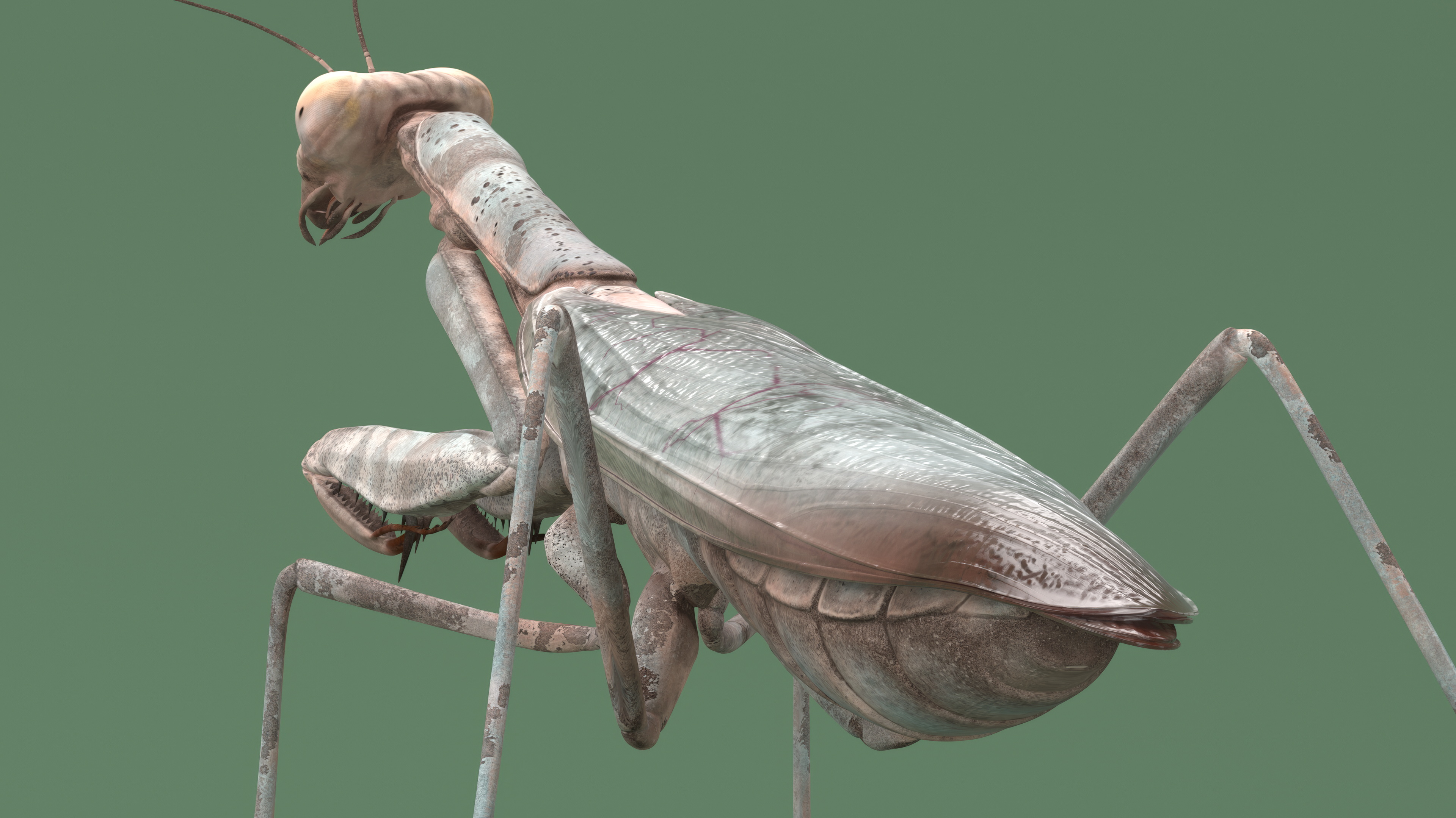 Realistic Praying Mantis 3D model