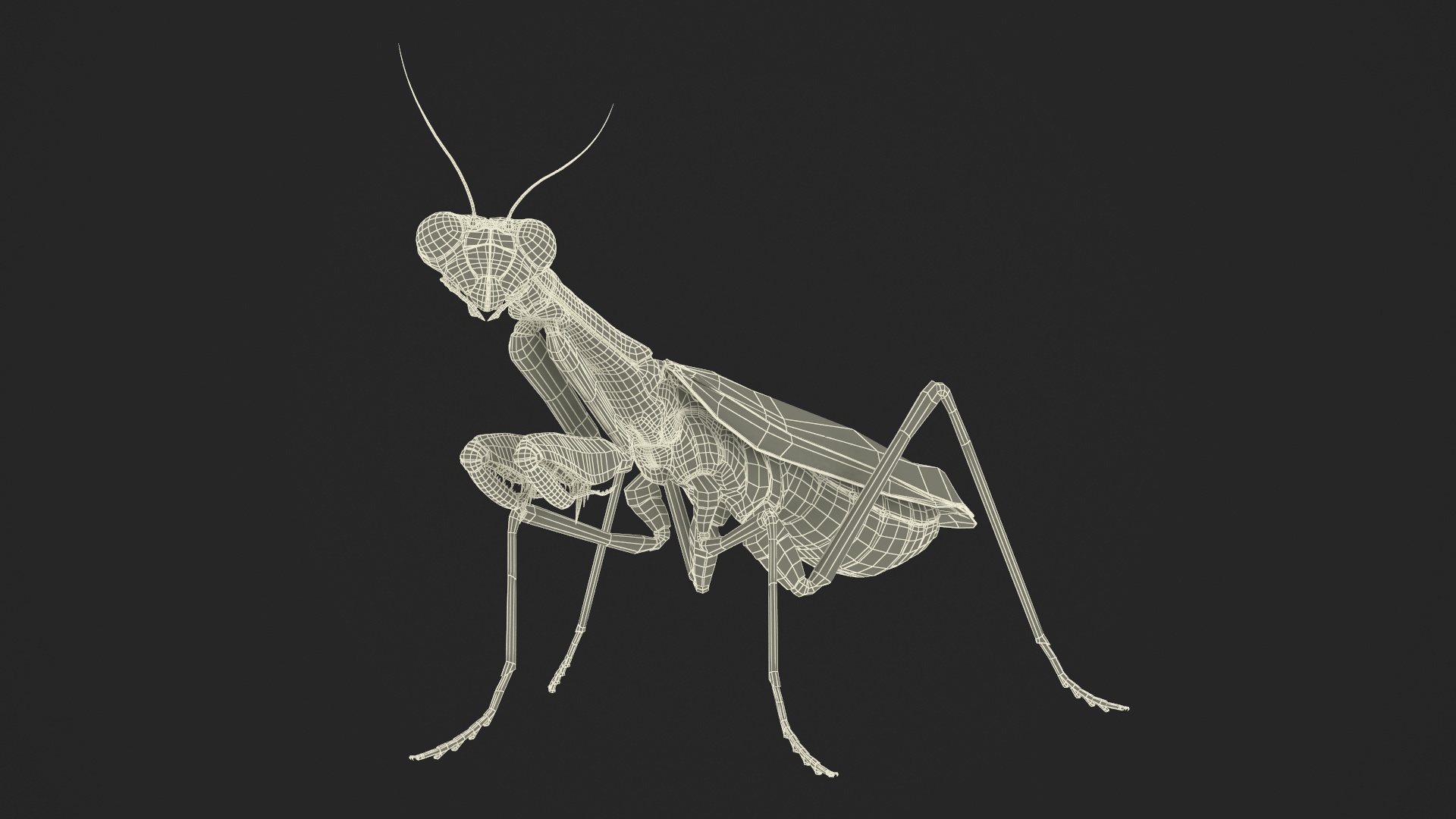 Realistic Praying Mantis 3D model
