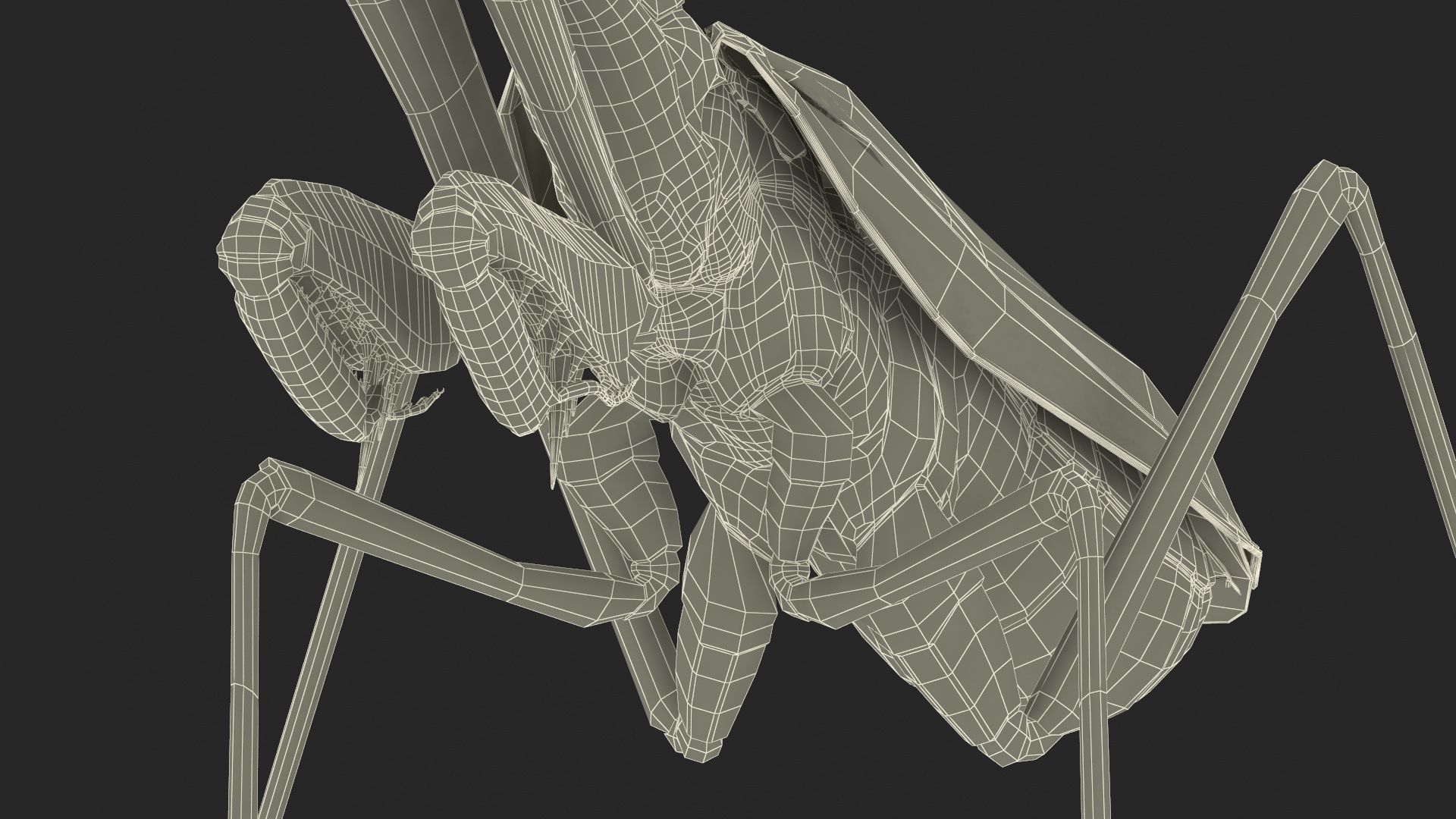 Realistic Praying Mantis 3D model
