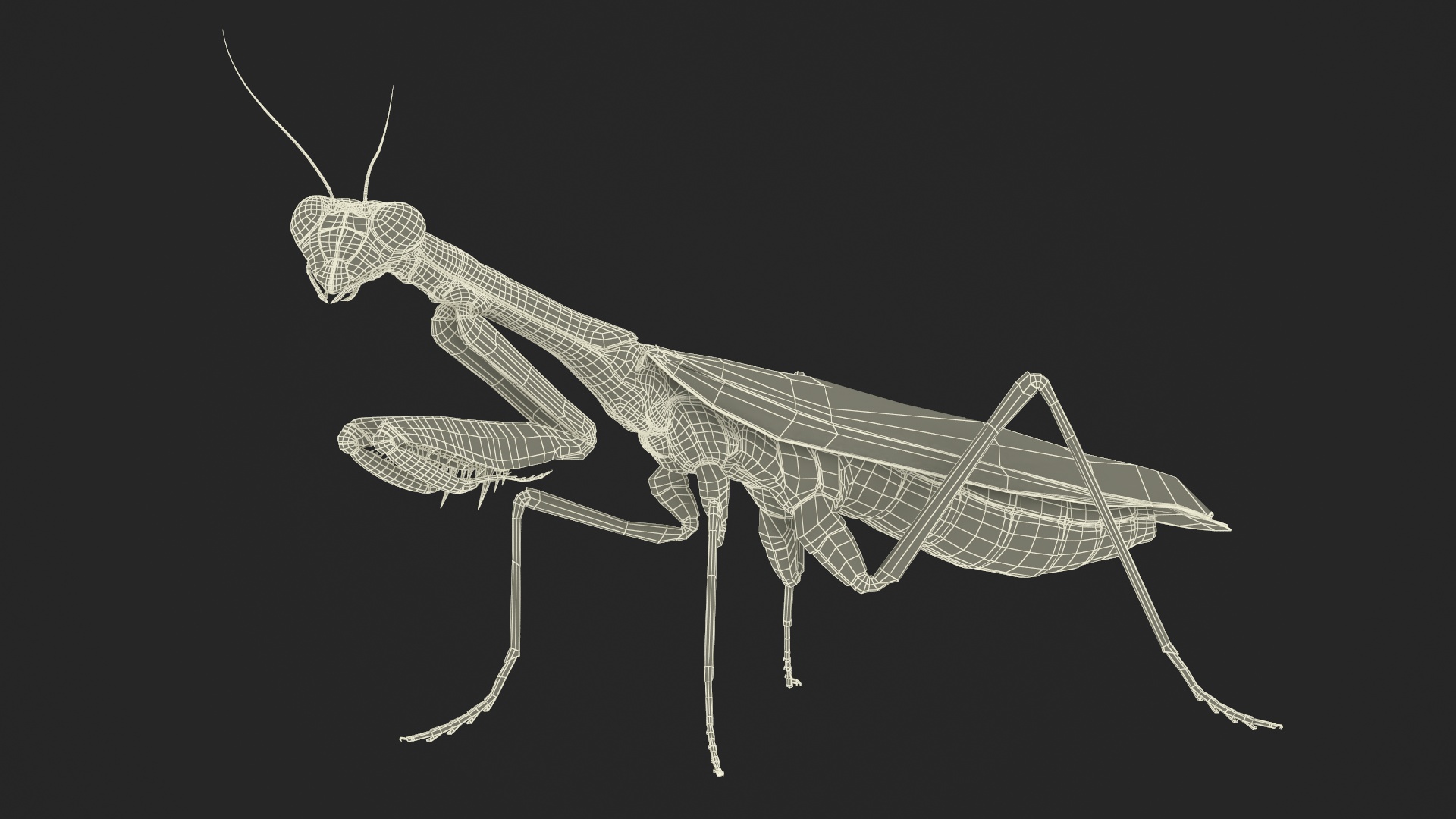 Realistic Praying Mantis 3D model