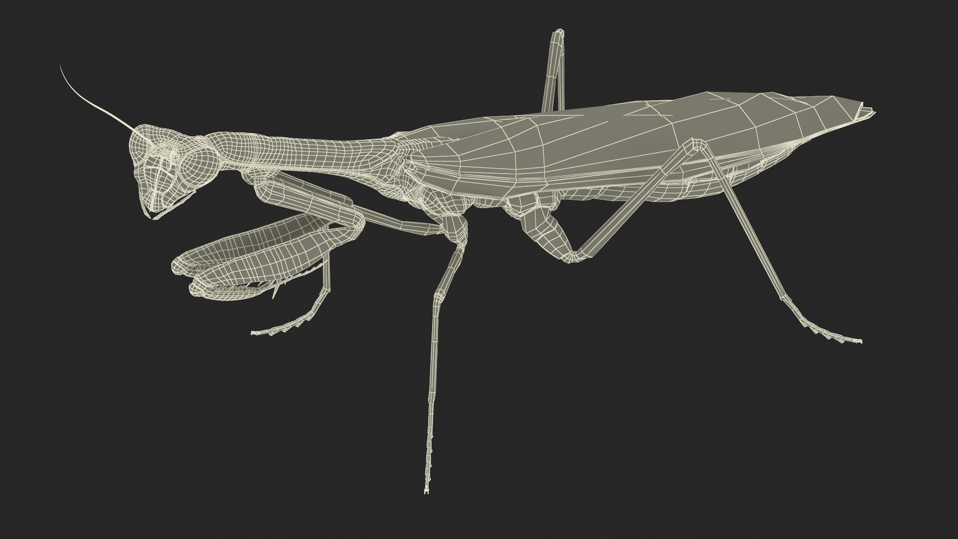 Realistic Praying Mantis 3D model