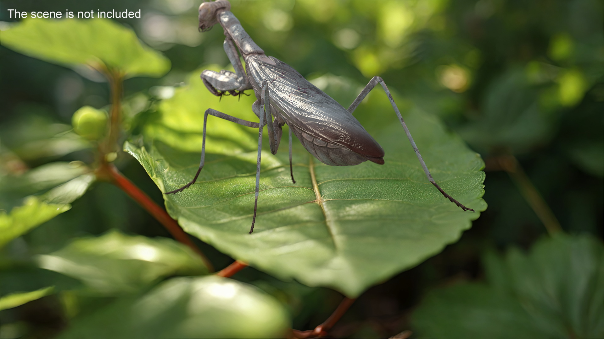 Realistic Praying Mantis 3D model