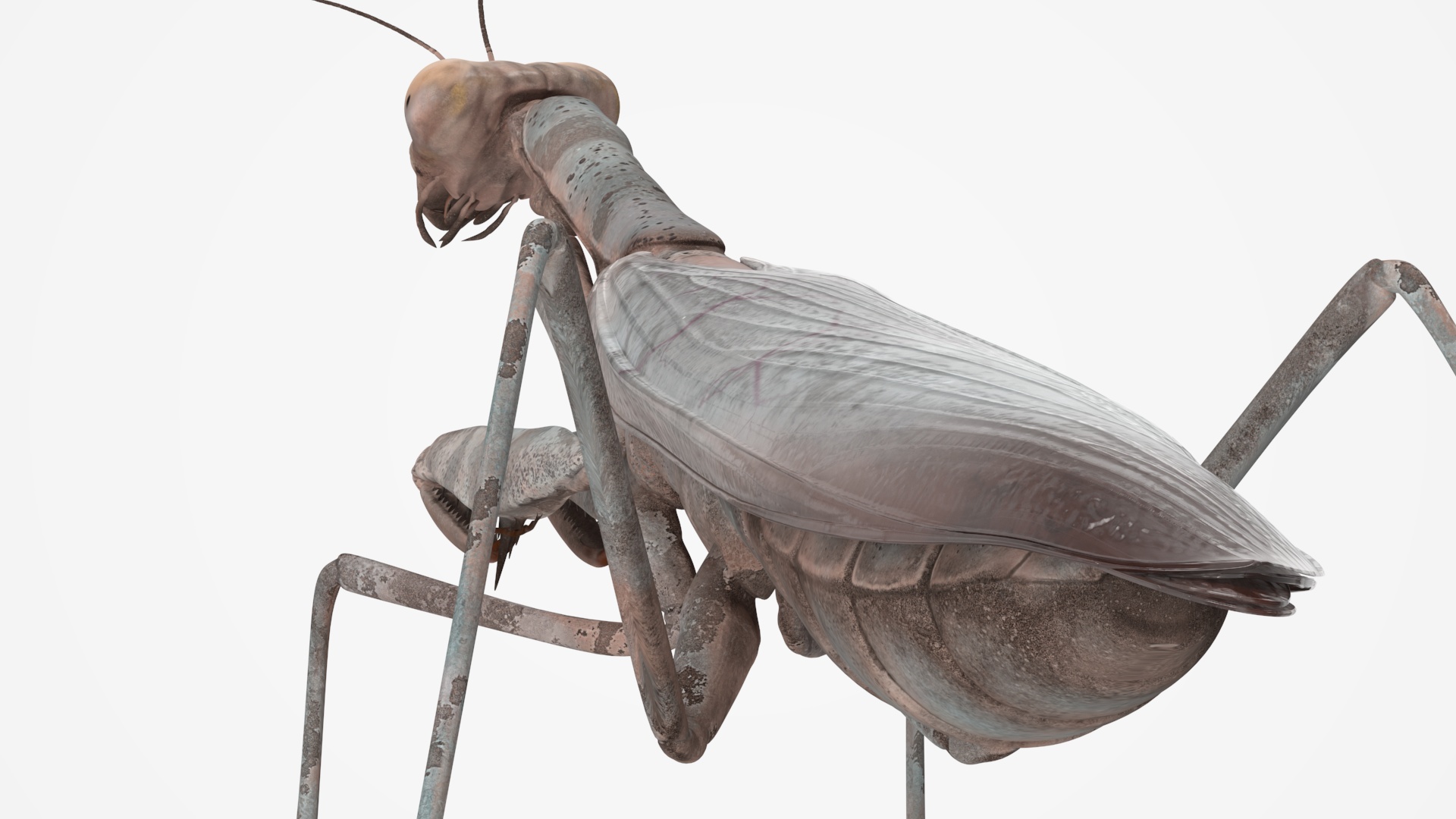 Realistic Praying Mantis 3D model