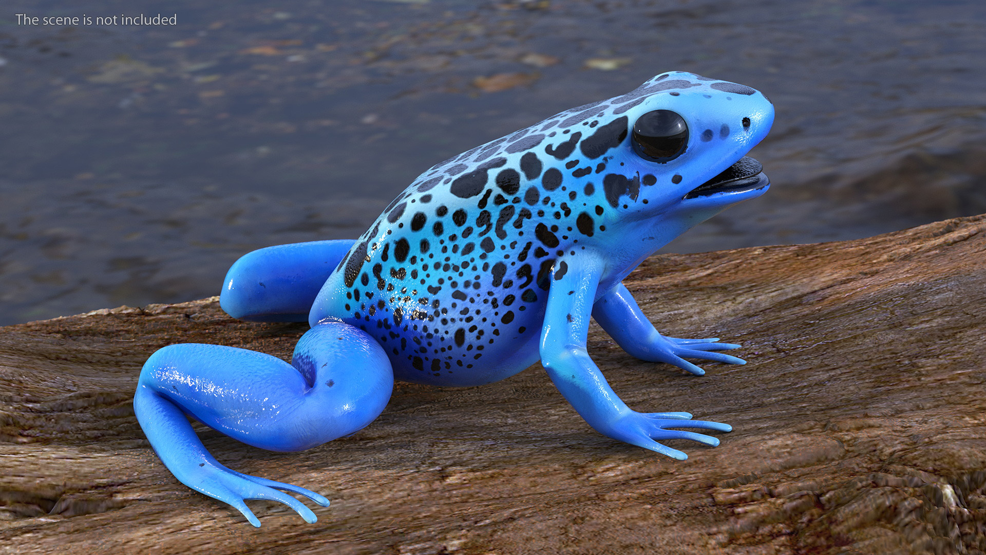 3D Blue Poison Arrow Frog Rigged for Maya model