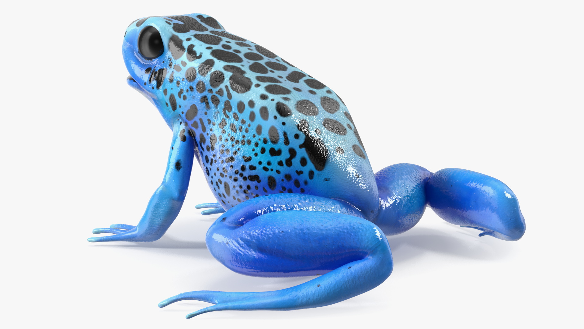 3D Blue Poison Arrow Frog Rigged for Maya model