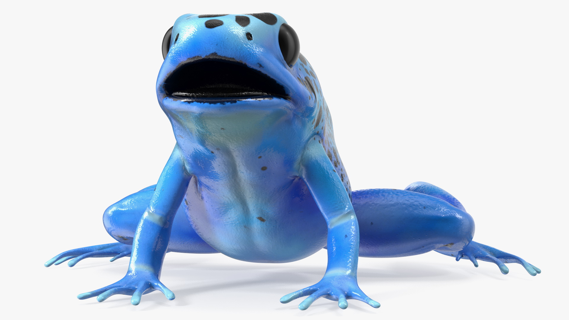 3D Blue Poison Arrow Frog Rigged for Maya model