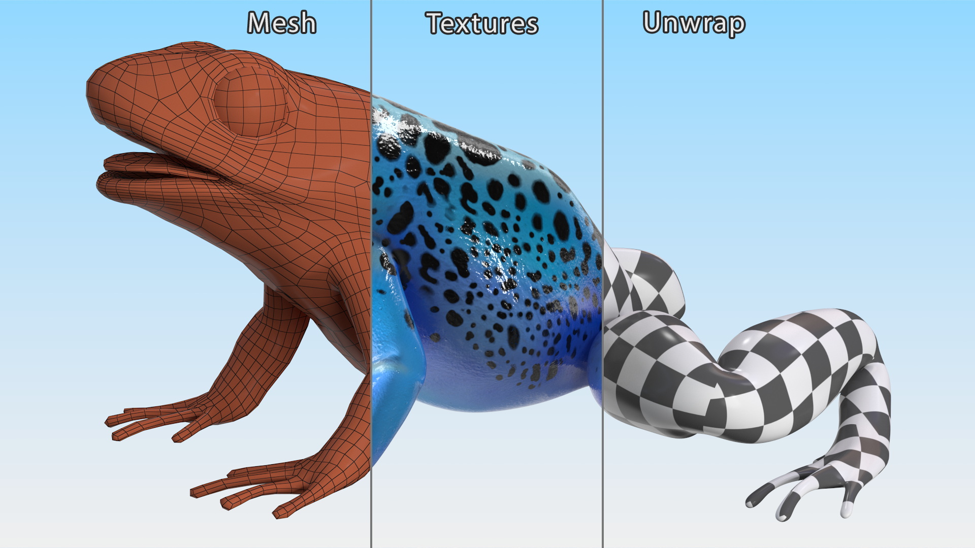 3D Blue Poison Arrow Frog Rigged for Maya model