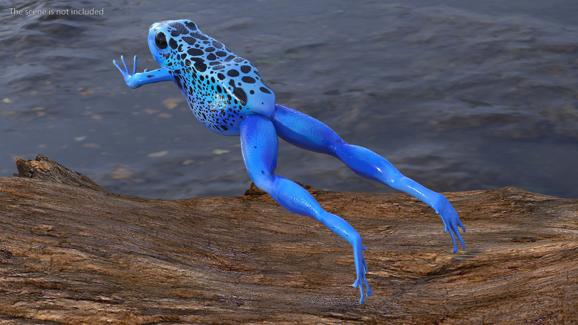3D Blue Poison Arrow Frog Rigged for Maya model