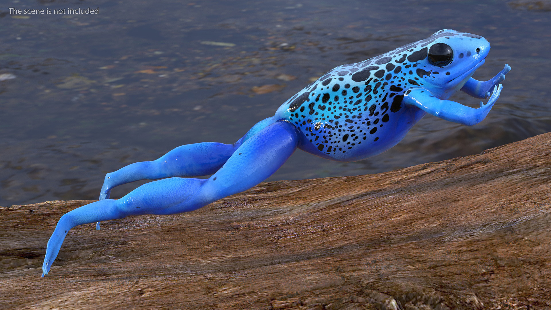 3D Blue Poison Arrow Frog Rigged for Maya model