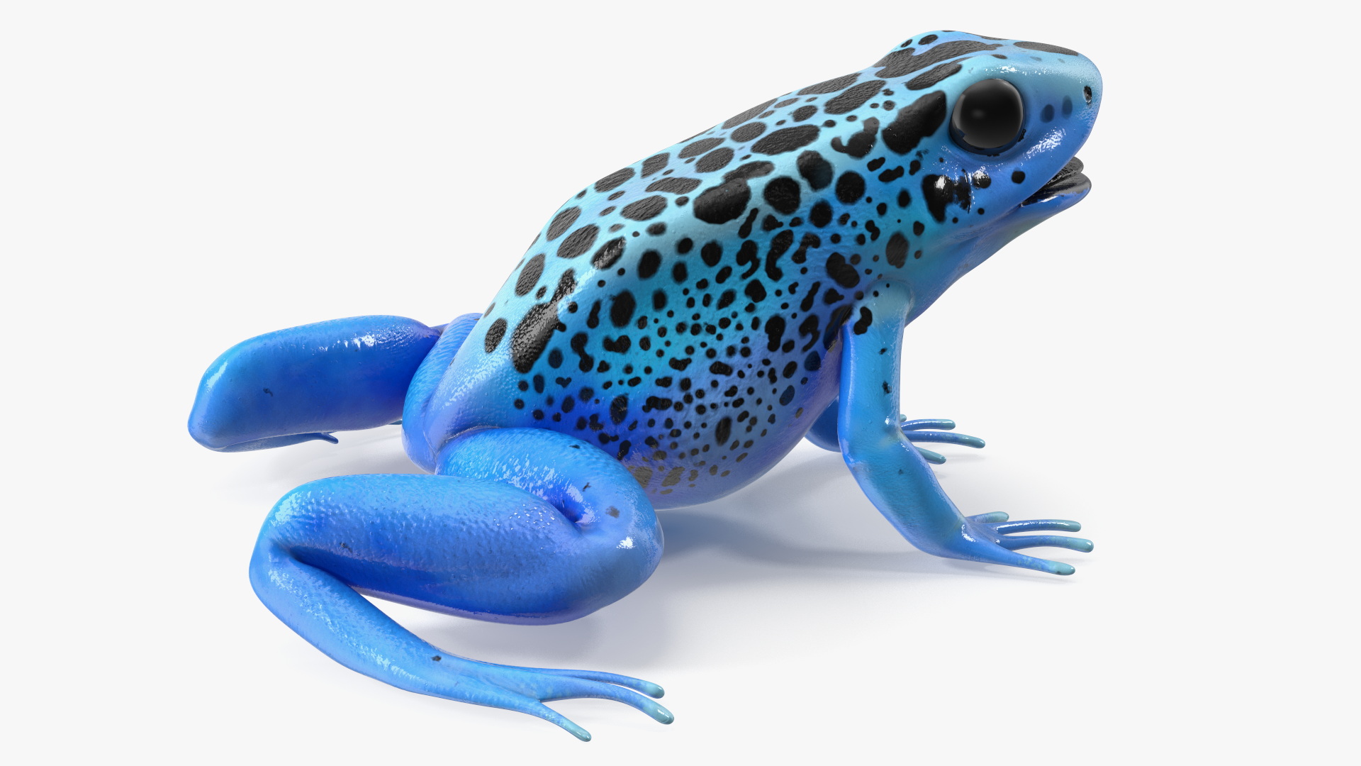 3D Blue Poison Arrow Frog Rigged for Maya model