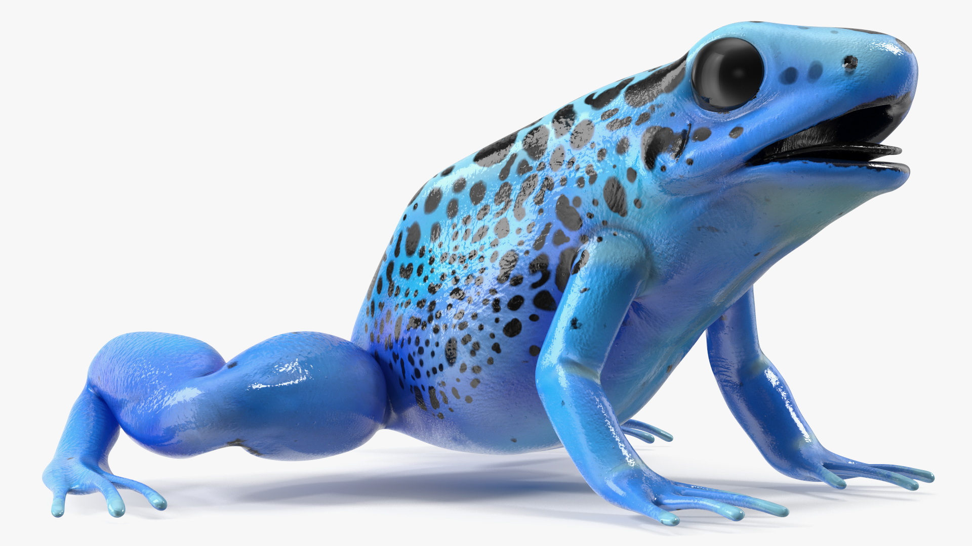 3D Blue Poison Arrow Frog Rigged for Maya model