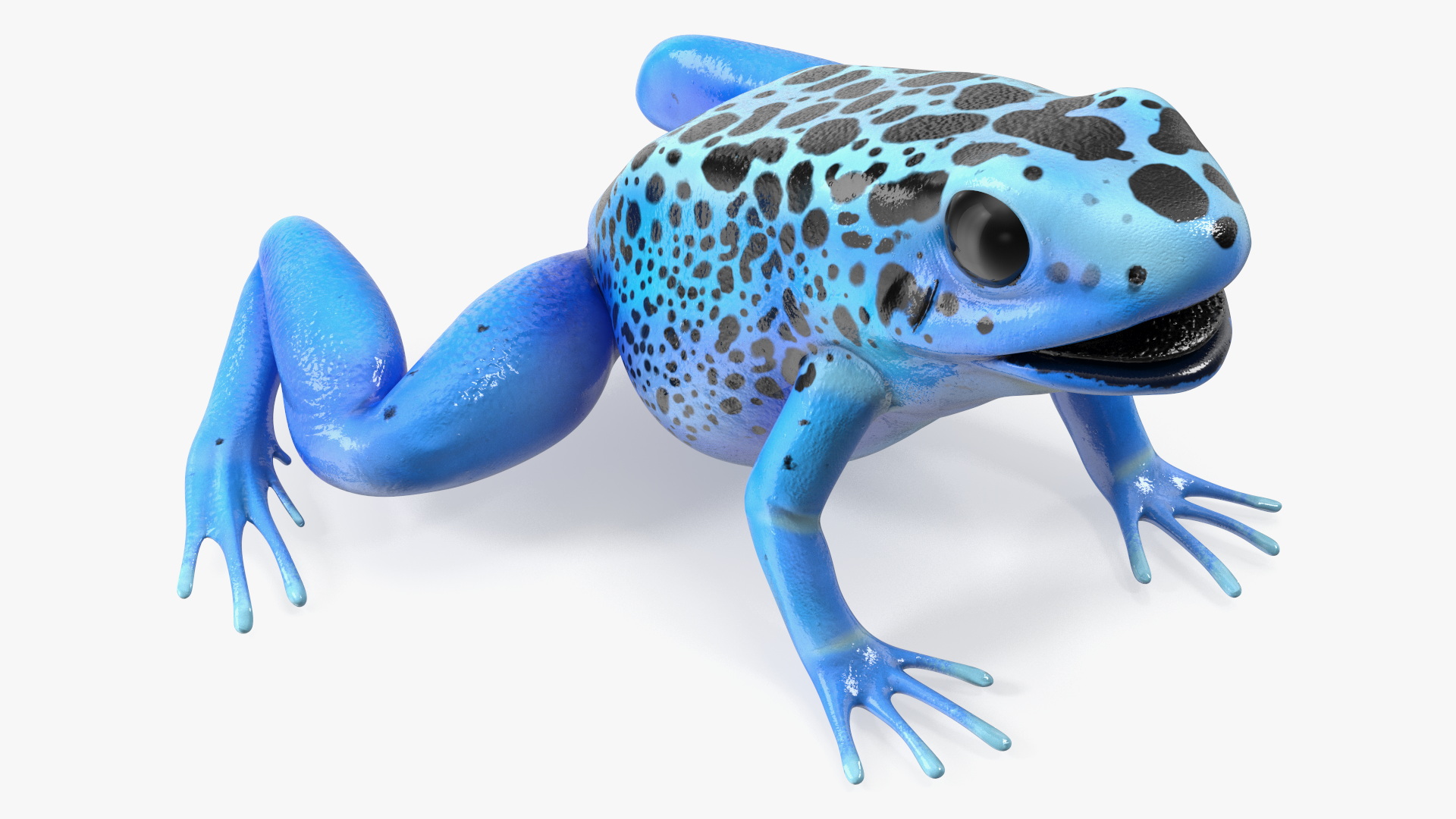 3D Blue Poison Arrow Frog Rigged for Maya model