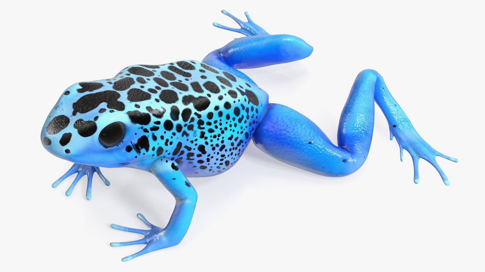 3D Blue Poison Arrow Frog Rigged for Maya model