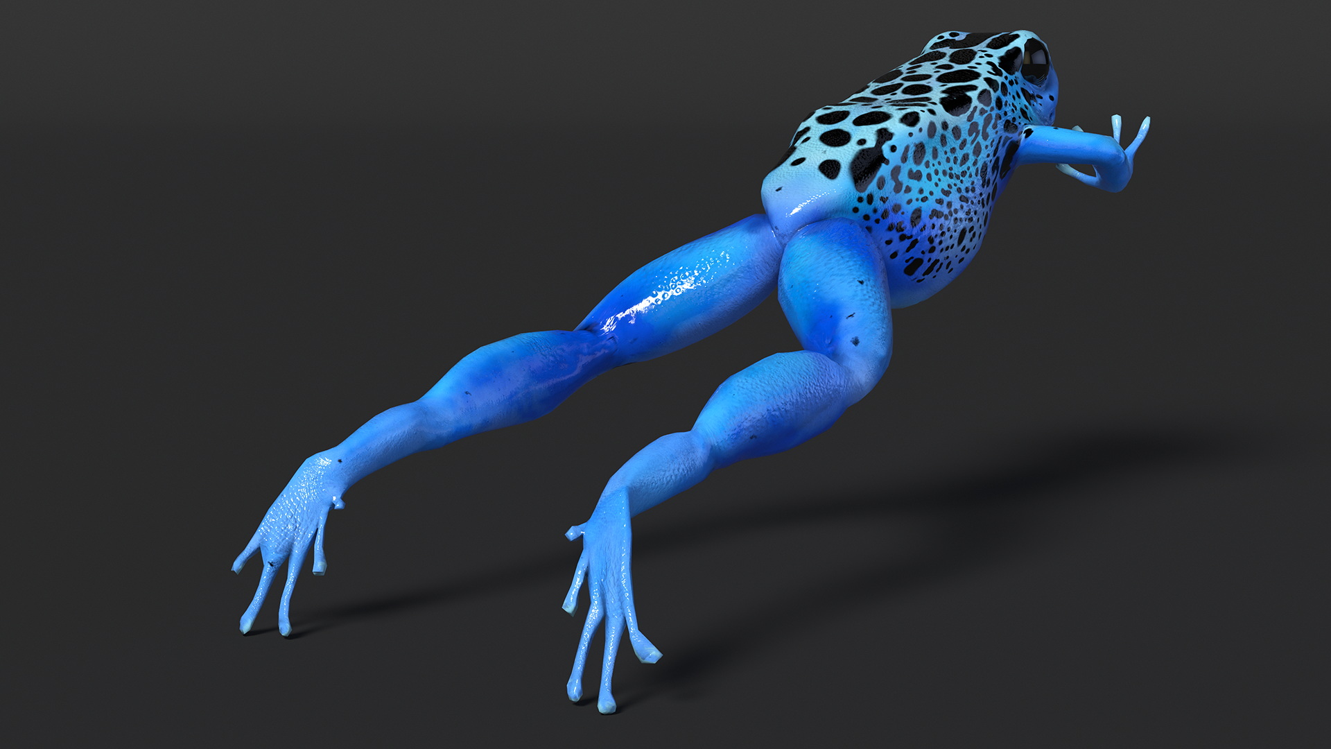 3D Blue Poison Arrow Frog Rigged for Maya model