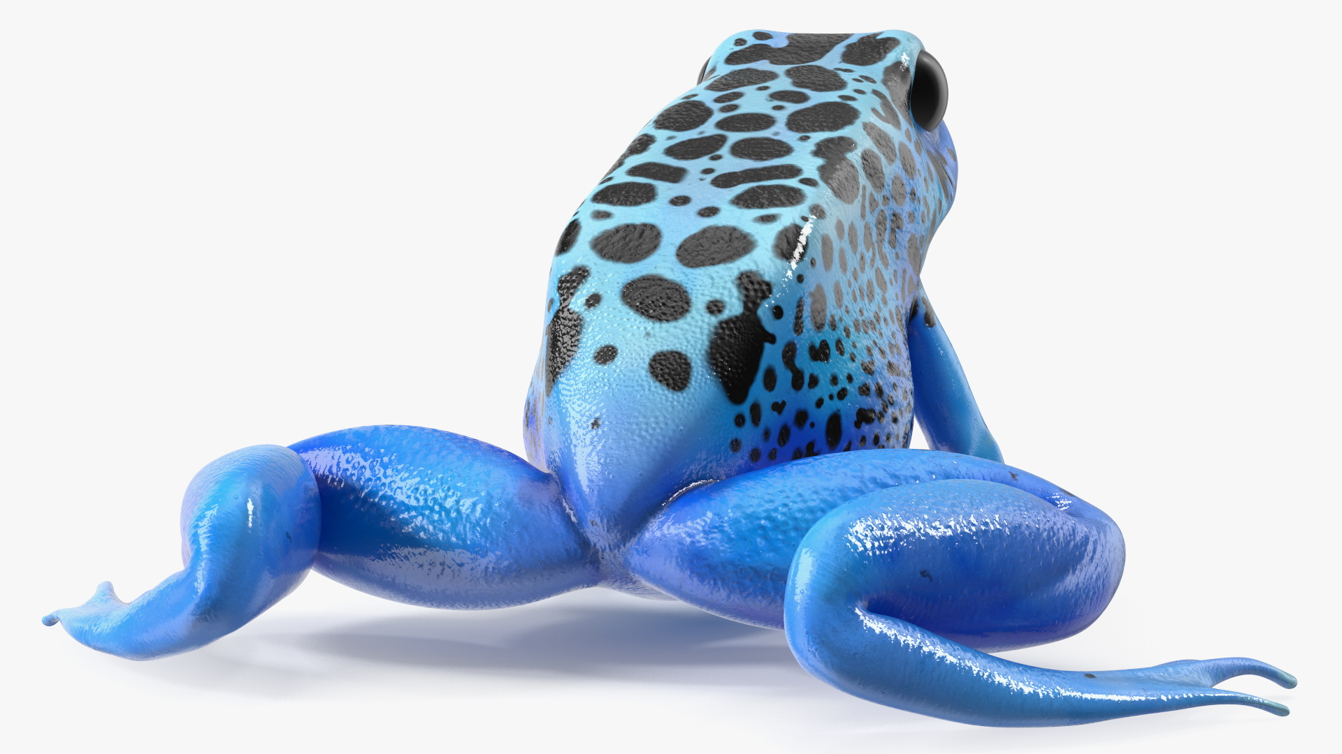 3D Blue Poison Arrow Frog Rigged for Maya model