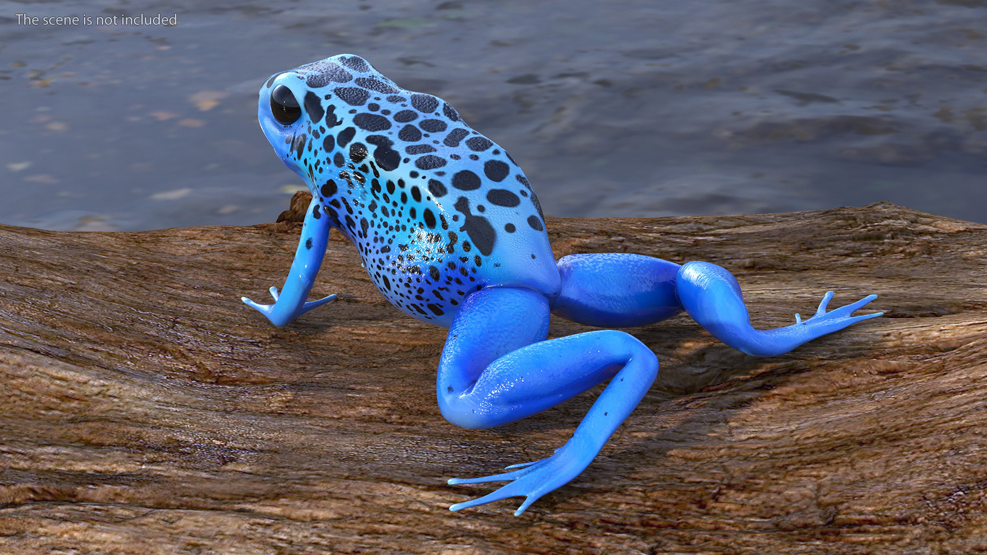 3D Blue Poison Arrow Frog Rigged for Maya model