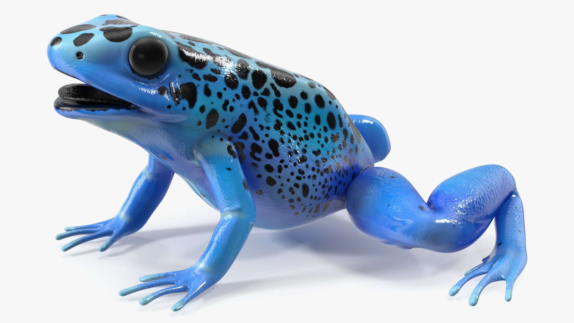 3D Blue Poison Arrow Frog Rigged for Maya model
