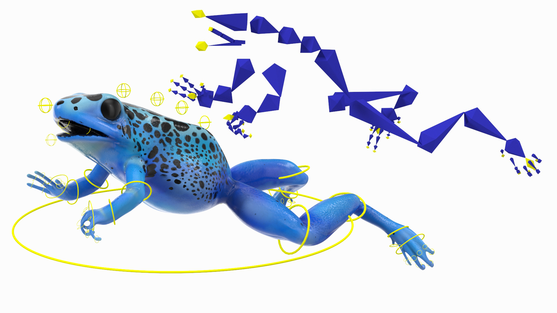 3D Blue Poison Arrow Frog Rigged for Maya model
