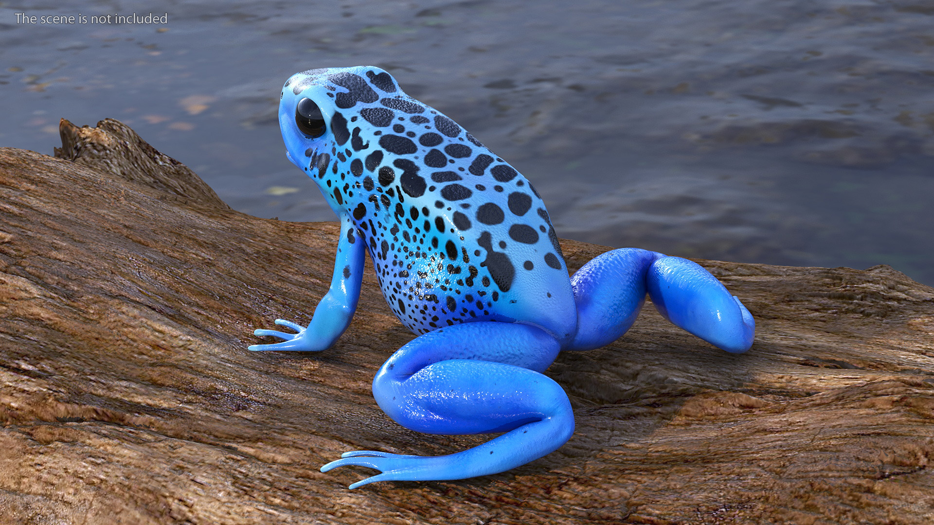 3D Blue Poison Arrow Frog Rigged for Maya model